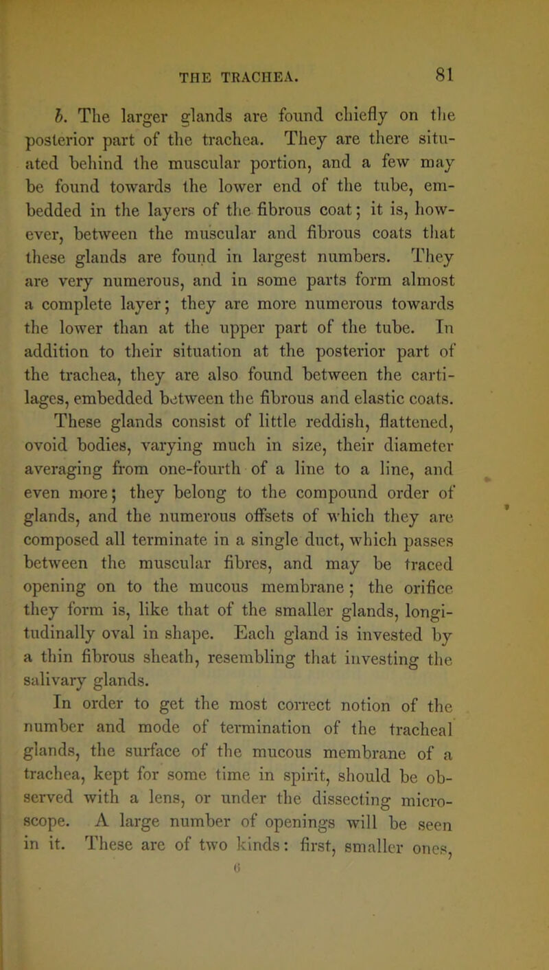 h. The larger glands are found chiefly on the posterior part of the trachea. They are there situ- ated behind the muscular portion, and a few may be found towards the lower end of the tube, em- bedded in the layers of the fibrous coat; it is, how- ever, between the muscular and fibrous coats that these glands are found in largest numbers. They are very numerous, and in some parts form almost a complete layer; they are more numerous towards the lower than at the upper part of the tube. In addition to their situation at the posterior part of the trachea, they are also found between the carti- lages, embedded between the fibrous and elastic coats. These glands consist of little reddish, flattened, ovoid bodies, varying much in size, their diameter averaging from one-fourth of a line to a line, and even more; they belong to the compound order of glands, and the numerous offsets of which they are composed all terminate in a single duct, which passes between the muscular fibres, and may be traced opening on to the mucous membrane ; the orifice they form is, like that of the smaller glands, longi- tudinally oval in shape. Each gland is invested by a thin fibrous sheath, resembling that investing the salivary glands. In order to get the most correct notion of the number and mode of termination of the tracheal glands, the surface of the mucous membrane of a trachea, kept for some time in spirit, should be ob- served with a lens, or under the dissecting micro- scope. A large number of openings will be seen in it. These are of two kinds: first, smaller ones,