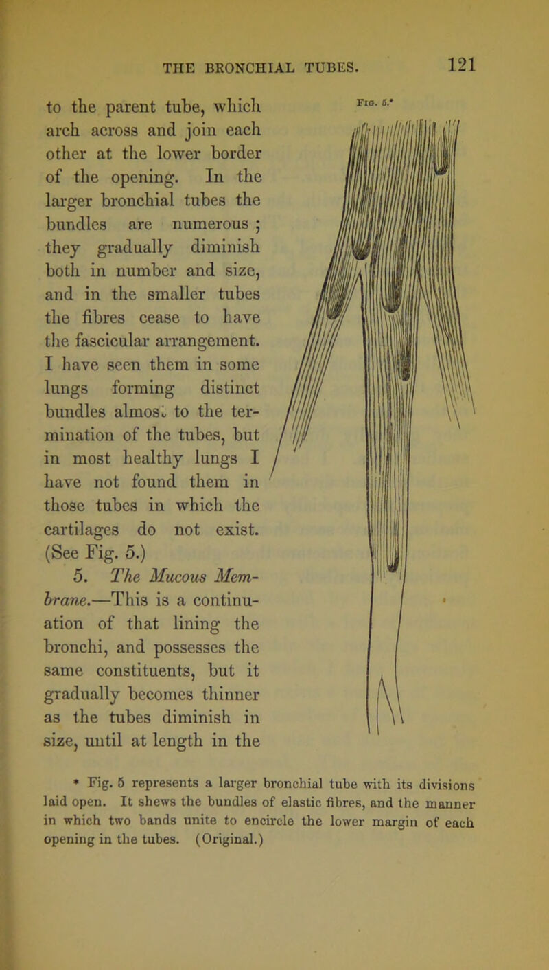 to the parent tube, which arch across and join each other at the lower border of the opening. In the larger bronchial tubes the bundles are numerous ; they gradually diminish both in number and size, and in the smaller tubes the fibres cease to have the fascicular arrangement. I have seen them in some lungs forming distinct bundles almost to the ter- mination of the tubes, but in most healthy lungs I have not found them in those tubes in which the cartilages do not exist. (See Fig. 5.) 5. The Mucous Mem- brane.—This is a continu- ation of that lining the bronchi, and possesses the same constituents, but it gradually becomes thinner as the tubes diminish in size, until at length in the Fig. S’ * Fig. 5 represents a larger bronchial tube with its divisions laid open. It shews the bundles of elastic fibres, and the manner in which two bands unite to encircle the lower margin of each opening in the tubes. (Original.)