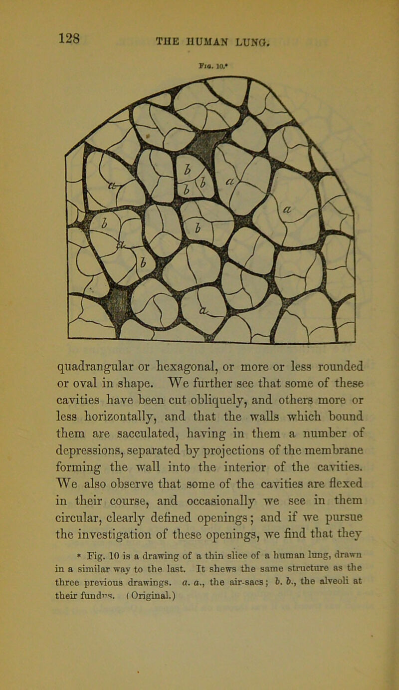 Fio. 10.* quadrangular or hexagonal, or more or less rounded or oval in shape. We further see that some of these cavities have been cut obliquely, and others more or less horizontally, and that the walls which bound them are sacculated, having in them a number of depressions, separated by projections of the membrane forming the wall into the interior of the cavities. We also observe that some of the cavities are flexed in their course, and occasionally we see in them circular, clearly deflned openings; and if we pursue the investigation of these openings, we find that they * Fig. 10 is a drawing of a thin slice of a human lung, drawn in a similar way to the last. It shews the same structure as the three previous drawings, a. a., the air-sacs; 6. the alveoli at their fundus. (Original.)