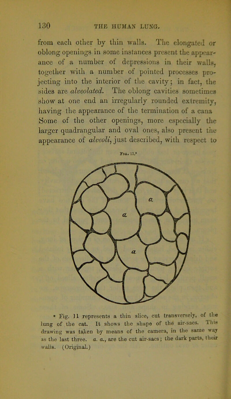 from each other by thin walla. The elongated or oblong openings in some instances present the appear- ance of a number of depressions in their walls, together with a number of pointed processes pro- jecting into the interior of the cavity; in fact, the sides are alveolated. The oblong cavities sometimes show at one end an irregularly rounded extremity, having the appearance of the termination of a cana Some of the other openings, more especially the larger quadrangular and oval ones, also present the appearance of alveoli, just described, with respect to Fia. 11, * Fig. 11 represents a thin slice, cut transversely, of the lung of the cat. It shows the shape of the air-sacs. 1 his drawing was taken by means of the camera, in the. same way as the last three, a. a., are the cut air-sacs; the dark parts, their vvalis. (Original.)