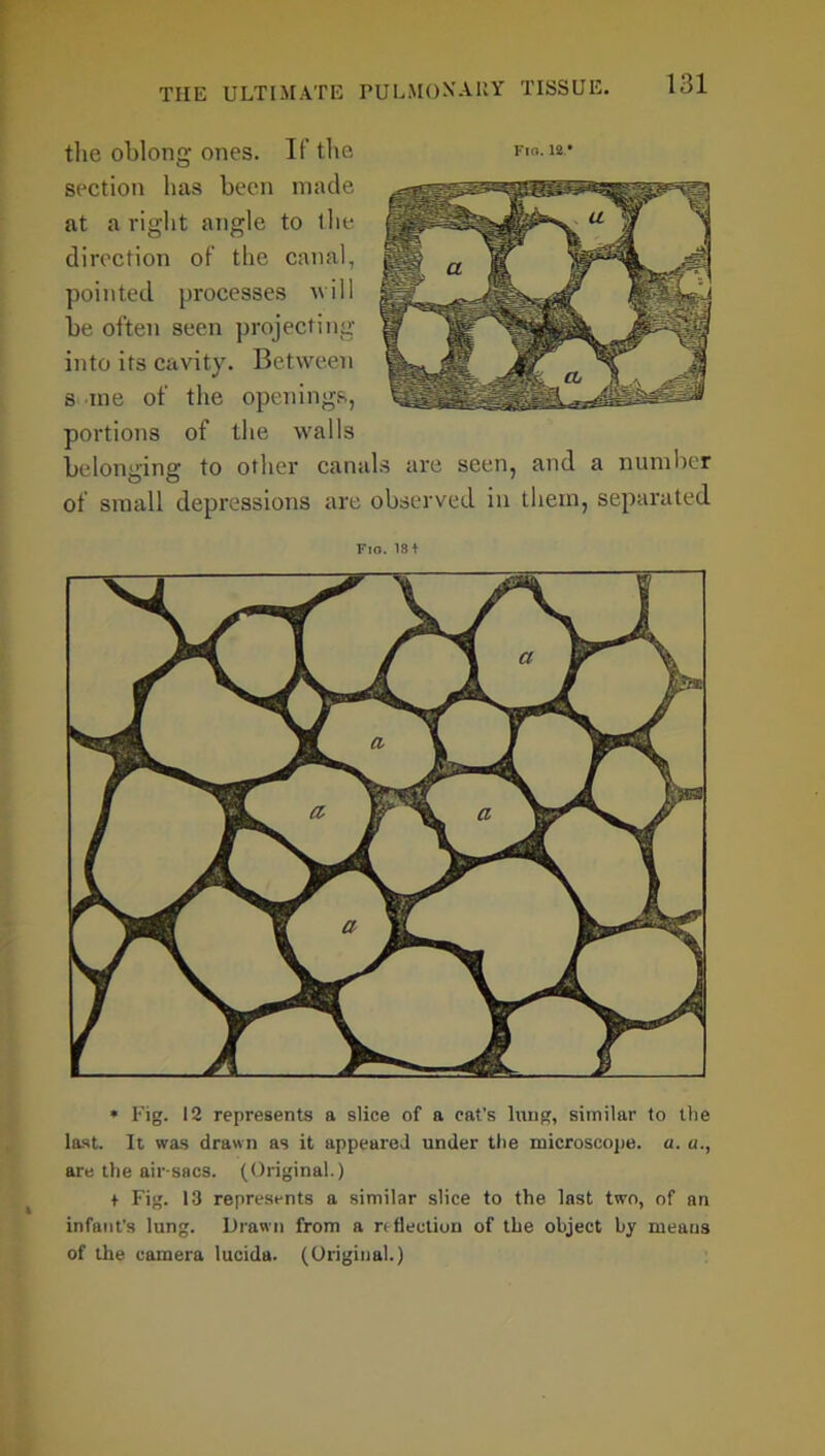 Fio.12 * the oblong ones. If the section has been made at a right angle to the direction of the canal, pointed processes will be often seen projecting into its cavity. Between s me of the openings, portions of the walls belonging to other canals are seen, and a number of small depressions are observed in them, separated Fm. 1st * Fig. 12 represents a slice of a cat's king, similar to the last. It was drawn as it appeared under the microscope, a. a., are the air-sacs. (Original.) + Fig. 13 represents a similar slice to the last two, of an infant’s lung. Drawn from a r< flection of the object by means of the camera lucida. (Original.)