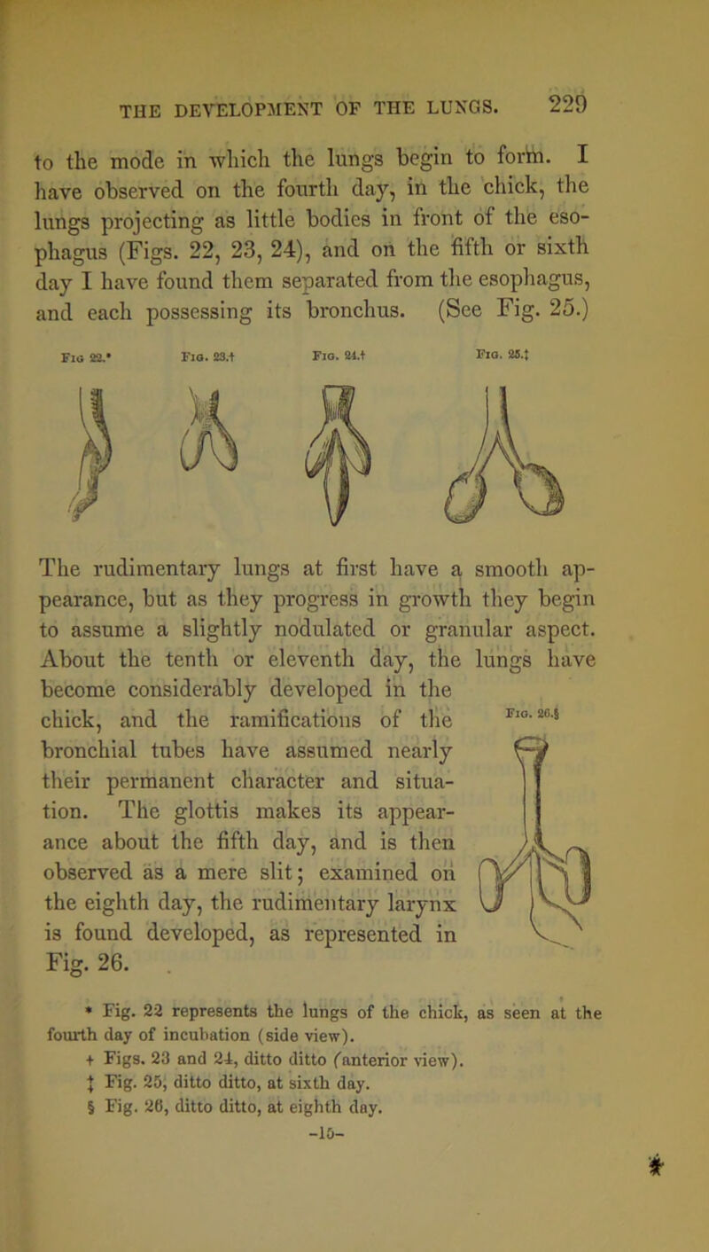 to the mode in which the lungs begin to form. I have observed on the fourth day, in the chick, the lungs projecting as little bodies in front of the eso- phagus (Figs. 22, 23, 24), and on the fifth or sixth day I have found them separated from the esophagus, and each possessing its bronchus. (See Fig. 25.) Fig 22.* Fig. 23.+ Fig. 24.t Fig. 23.! The rudimentary lungs at first have a smooth ap- pearance, but as they progress in growth they begin to assume a slightly nodulated or granular aspect. About the tenth or eleventh day, the lungs have become considerably developed in the chick, and the ramifications of the bronchial tubes have assumed nearly their permanent character and situa- tion. The glottis makes its appear- ance about the fifth day, and is then observed as a mere slit; examined oii the eighth day, the rudimentary larynx is found developed, as represented in Fig. 26. » Fig. 22 represents the lungs of the chick, as seen at the fourth day of incubation (side view). + Figs. 23 and 24, ditto ditto (anterior view). J Fig. 25, ditto ditto, at sixth day. § Fig. 26, ditto ditto, at eighth day. -16- *