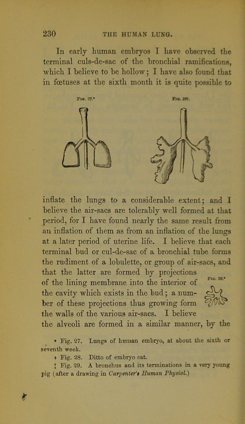 In early human embryos I have observed the terminal culs-de-sac of the bronchial ramifications, which I believe to be hollow; I have also found that in foetuses at the sixth month it is quite possible to Fio. 27.* Via. 28t. inflate the lungs to a considerable extent; and I believe the air-sacs are tolerably well formed at that period, for I have found nearly the same result from an inflation of them as from an inflation of the lungs at a later period of uterine life. I believe that each terminal bud or cul-de-sac of a bronchial tube forms the rudiment of a lobulette, or group of air-sacs, and that the latter are formed by projections of the lining membrane into the interior of the cavity which exists in the bud; a num- ber of these projections thus growing form the walls of the various air-sacs. I believe the alveoli are formed in a similar manner, by the * Kg. 27. Lungs of human embryo, at about the sixth or seventh week. + Fig. 28. Ditto of embryo cat. } Fig. 29. A bronchus and its terminations in a very young pig (after a drawing in Carpenter't Human Physiol.)