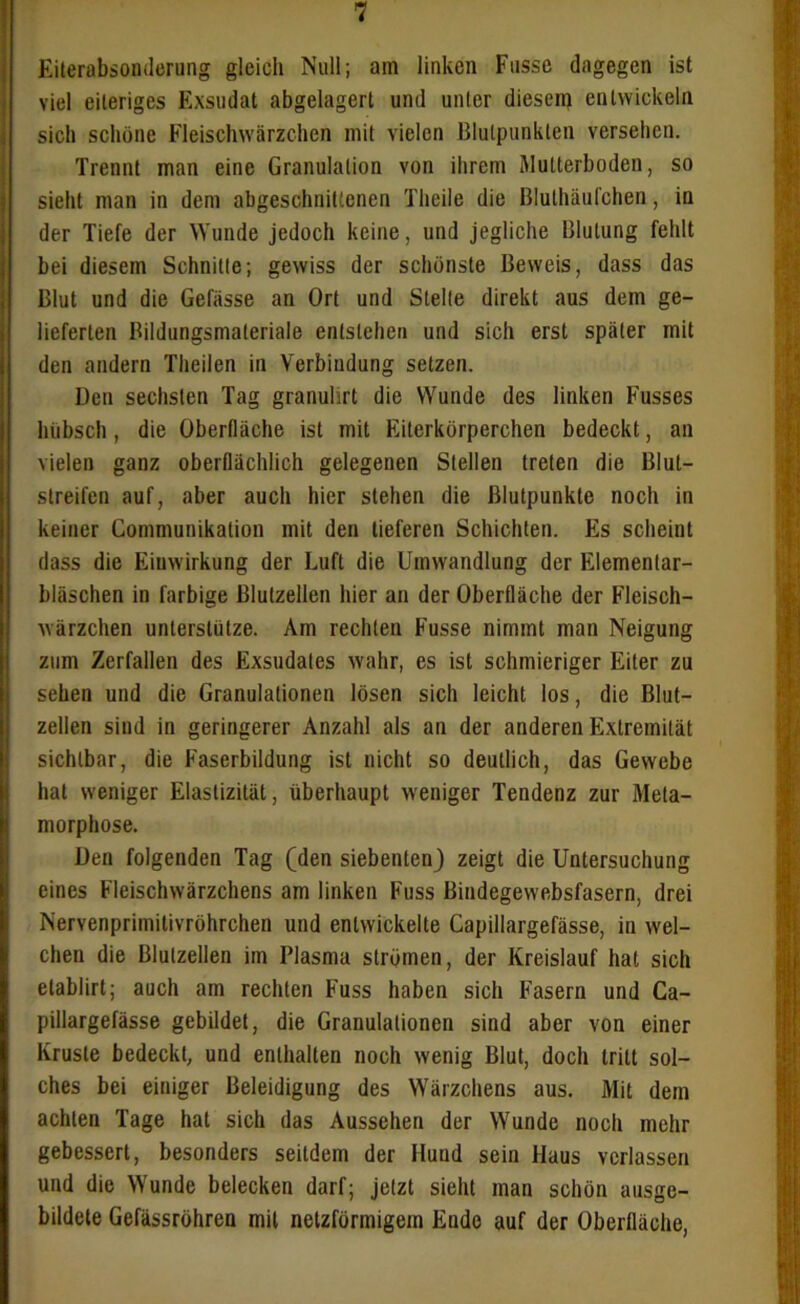 Eiterabsonderung gleich Null; am linken Fasse dagegen ist viel eiteriges Exsudat abgelagert und unter diesem entwickeln sich schöne Fleischwärzchen mit vielen Blutpunkten versehen. Trennt man eine Granulation von ihrem Mutterboden, so sieht man in dem abgeschnittenen Theile die ßluthäufchen, in der Tiefe der Wunde jedoch keine, und jegliche Blutung fehlt bei diesem Schnitte; gewiss der schönste Beweis, dass das Blut und die Gefiisse an Ort und Stelle direkt aus dem ge- lieferten Bildungsmateriale entstehen und sich erst später mit den andern Theilen in Verbindung setzen. Den sechsten Tag granuhrt die Wunde des linken Fusses hübsch, die Oberfläche ist mit Eiterkörperchen bedeckt, an vielen ganz oberflächlich gelegenen Stellen treten die Blut- slreifen auf, aber auch hier stehen die Blutpunkte noch in keiner Communikation mit den lieferen Schichten. Es scheint dass die Eiuwirkung der Luft die Umwandlung der Füemenlar- bläschen in farbige Blulzellen hier an der Oberfläche der Fleisch- wärzchen unterstütze. Am rechten Fusse nimmt man Neigung zum Zerfallen des Exsudates wahr, es ist schmieriger Eiter zu sehen und die Granulationen lösen sich leicht los, die Blut- zellen sind in geringerer Anzahl als an der anderen Extremität sichtbar, die Faserbildung ist nicht so deutlich, das Gewebe hat weniger Elastizität, überhaupt weniger Tendenz zur Meta- morphose. Den folgenden Tag (den siebenten) zeigt die Untersuchung eines Fleischwärzchens am linken Fuss Bindegewebsfasern, drei Nervenprimitivröhrchen und entwickelte Capillargefässe, in wel- chen die Blulzellen im Plasma strömen, der Kreislauf hat sich elablirt; auch am rechten Fuss haben sich Fasern und Ca- pillargefässe gebildet, die Granulationen sind aber von einer Kruste bedeckt, und enthalten noch wenig Blut, doch tritt sol- ches bei einiger Beleidigung des Wärzchens aus. Mit dem achten Tage hat sich das Aussehen der Wunde noch mehr gebessert, besonders seitdem der Hund sein Haus verlassen und die Wunde belecken darf; jetzt sieht man schön ausge- bildele Gefässröhren mit netzförmigem Ende auf der Oberfläche,