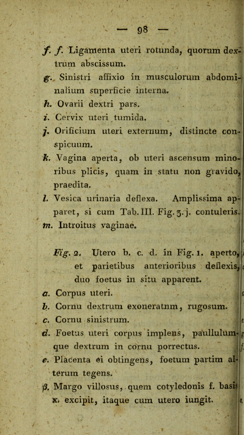 f. f. Ligamenta uteri rotunda, quorum dex^ trum abscissum. g. , Sinistri affixio in musculorum abdomi- nalium superficie interna. h. Ovarii dextri pars. i. Cervix uteri tumida. j. Orificium uteri externum, distincte con- spicuum. k. Vagina aperta, ob uteri ascensum mino- ribus plicis, quam in statu non gravido, praedita. l. Vesica urinaria deflexa. Amplissima ap- paret, si cum Tab. III. Fig. j.j. contuleris. tn. Introitus vaginae. I |l Fig. 2, TJtero b. c. d. in Fig. i. aperto, \ et parietibus anterioribus deflexis, < duo foetus in situ apparent. a. Corpus uteri. c b. Cornu dextrum exoneratnm, rugosum. c. Cornu sinistrum. e d. Foetus uteri corpus implens, paullulum- g que dextrum in cornu porrectus. | /, e. Placenta ei obtingens, foetum partim al- terum tegens. p. Margo villosus, quem cotyledonis f. basis K* excipit, itaque cum utero iungit. «,