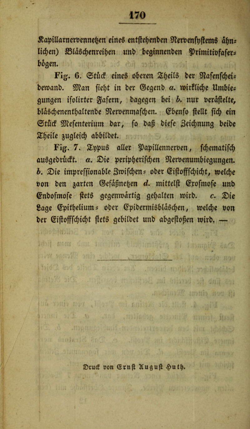 Äapißarnerbenneben eines entftet>ent>en 9lerbenfbflem§ af>n- liefen) 33läScbenretben unb begtnnenben $Primitibfaferj bogen. Fig. 6. ©tücf eines oberen 2^fjetf§ ber Slafenfcbei* bewanb. SDtan fte^t in ber ©egenb a. wtrftid^e Urnbie* gungen ifolirter gafern, bagegen bet b. nur berajlelte, blaScbenentbaltenbe Sfterbemnafcben. ©benfo ließt ftd> ein <5tM SJtefenterium bar, fo baß biefe 3?icbnung beibe Steile jugteidb abbitbet. Fig. 7. 5£t)pu3 aßer ^Paptßennerben, febematifeb auSgebrücft. a. £>ie peripbwfcben Sterbenumbiegungen. b. £>ie imprefftonable 3wifcbens ober ©iflofffcbicbt, welche bon ben jarten ©efaßnefcen d. mittelfl ©rofmofe «nb (gnbofmofe fletS gegenwärtig gebalten wirb. c. £>ie Sage ©pitbeliuntJ ober (IpibermiSbldScben, welche bon ber ßnflofffcbicbt jletS gebitbet ttnb abgefioßen wirb. — ©vuef oon (Srnfi Äuguft £utf>.