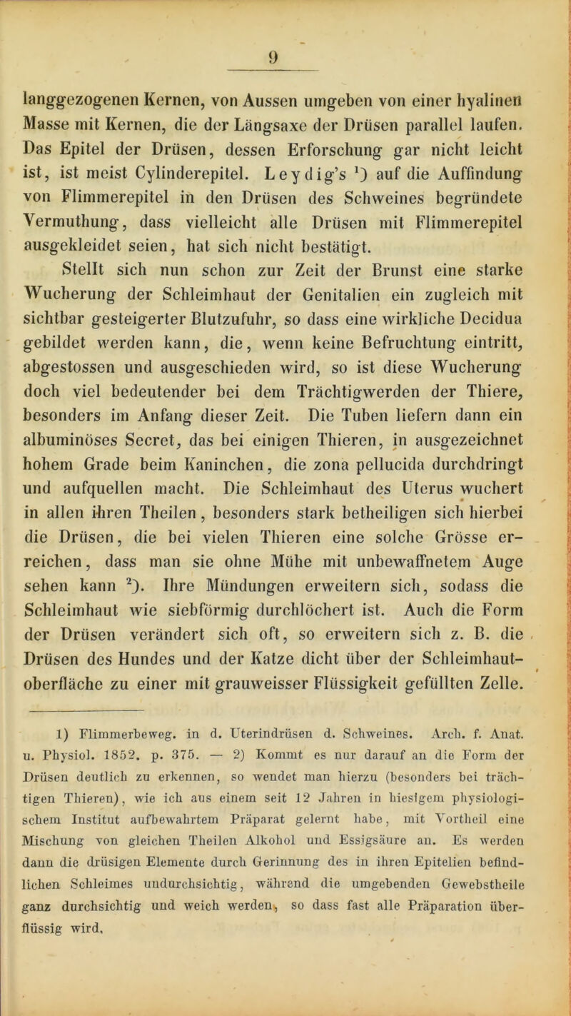 langgezogenen Kernen, von Aussen umgeben von einer hyalinen Masse mit Kernen, die der Längsaxe der Drüsen parallel laufen. Das Epitel der Drüsen, dessen Erforschung gar nicht leicht ist, ist meist Cylinderepitel. Leydig’s 0 auf die Auffindung von Flimmerepitel in den Drüsen des Schweines begründete Vermuthung, dass vielleicht alle Drüsen mit Flimmerepitel ausgekleidet seien, hat sich nicht bestätigt. Stellt sich nun schon zur Zeit der Brunst eine starke Wucherung der Schleimhaut der Genitalien ein zugleich mit sichtbar gesteigerter Blutzufuhr, so dass eine wirkliche Decidua ' gebildet werden kann, die, wenn keine Befruchtung eintritt, abgestossen und ausgeschieden wird, so ist diese Wucherung doch viel bedeutender bei dem Trächtigwerden der Thiere, besonders im Anfang dieser Zeit. Die Tuben liefern dann ein albuminöses Secret, das bei einigen Thieren, in ausgezeichnet hohem Grade beim Kaninchen, die zona pellucida durchdringt und aufquellen macht. Die Schleimhaut des Uterus wuchert in allen ihren Theilen, besonders stark betheiligen sich hierbei die Drüsen, die bei vielen Thieren eine solche Grösse er- reichen , dass man sie ohne Mühe mit unbewaffnetem Auge sehen kann Ihre Mündungen erweitern sich, sodass die Schleimhaut wie siebförmig durchlöchert ist. Auch die Form der Drüsen verändert sich oft, so erweitern sich z. B. die Drüsen des Hundes und der Katze dicht über der Schleimhaut- oberfläche zu einer mit grauweisser Flüssigkeit gefüllten Zelle. 1) Flimmerbeweg, in d. Uterindrüsen d. Schweines. Arch. f. Anat. u. Physiol. 1852. p. 375. — 2) Kommt es nur darauf an die Form der Drüsen deutlich zu erkennen, so wendet man hierzu (besonders bei träch- tigen Thieren), wie ich aus einem seit 12 Jahren in hiesigem physiologi- schem Institut aufbewahrtem Präparat gelernt habe, mit Vortheil eine Mischung von gleichen Theilen Alkohol und Essigsäure au. Es werden daun die drüsigen Elemente durch Gerinnung des in ihren Epitelien befind- lichen Schleimes undurchsichtig, während die umgebenden Gew-ebstheilc ganz durchsichtig und weich werdeui, so dass fast alle Präparation über- flüssig wird.