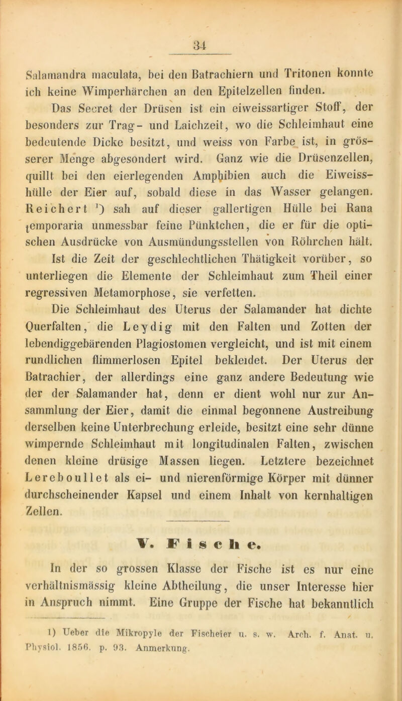 Salaniandra maculata, bei den Batrachiern und Tritonen konnte ich keine Wimperhärchen an den Epitelzellen finden. Das Secret der Drüsen ist ein eiweissartiger Stoff, der besonders zur Trag- und Laichzeit, wo die Schleimhaut eine bedeutende Dicke besitzt, und weiss von Farbe ist, in grös- serer Me*nge abgesondert wird. Ganz wie die Drüsenzellen, quillt bei den eierlegenden Ampl^ibien auch die Eiweiss- hülle der Eier auf, sobald diese in das Wasser gelangen. Reichert 0 sah auf dieser gallertigen Hülle bei Rana jemporaria unmessbar feine Pünktchen, die er für die opti- schen Ausdrücke von Ausmündungsslellen von Röhrchen hält. Ist die Zeit der geschlechtlichen Thätigkeit vorüber, so unterliegen die Elemente der Schleimhaut zum Theil einer regressiven Metamorphose, sie verfetten. Die Schleimhaut des Uterus der Salamander hat dichte Ouerfalten,' die Leydig mit den Falten und Zotten der lebendiggebärenden Plagiostomen vergleicht, und ist mit einem rundlichen flimmerlosen Epitel bekleidet. Der Uterus der ßatrachier, der allerdings eine ganz andere Bedeutung wie der der Salamander hat, denn er dient wohl nur zur An- sammlung der Eier, damit die einmal begonnene Austreibung derselben keine Unterbrechung erleide, besitzt eine sehr dünne wimpernde Schleimhaut mit longitudinalen Falten, zwischen denen kleine drüsige Massen liegen. Letztere bezeichnet Lereboullet als ei- und nierenförmige Körper mit dünner durchscheinender Kapsel und einem Inhalt von kernhaltigen Zellen. V. C i N c li e. In der so grossen Klasse der Fische ist es nur eine verhältnismässig kleine Abtheilung, die unser Interesse hier in Anspruch nimmt. Eine Gruppe der Fische hat bekanntlich 1) Ueber die Mikropyle der Fischeier u. s. w. Arch. f. Anat. Physiol. 185ß. p. 93. Anmerkung.