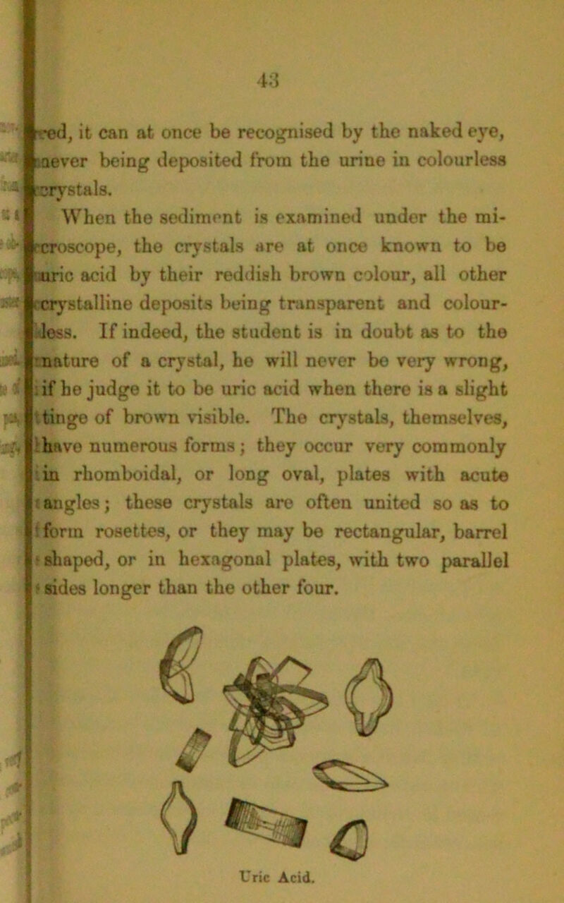 SI reed, it can at once be recognised by the naked eve, never being deposited from the urine in colourless rciystals. When the sediment is examined under the mi- scroscope, the crystals are at once known to be uric acid by their reddish brown colour, all other ystalline deposits being transparent and colour- less. If indeed, the student is in doubt as to the flfc nature of a crystal, he will never bo very wrong, if he judge it to be uric acid when there is a slight tinge of brown visible. The crystals, themselves, ihavo numerous forms; they occur very commonly in rhomboidal, or long oval, plates with acute t angles; these crystals are often united so as to t form rosettes, or they may be rectangular, barrel -shaped, or in hexagonal plates, with two parallel sides longer than the other four. Uric Acid.