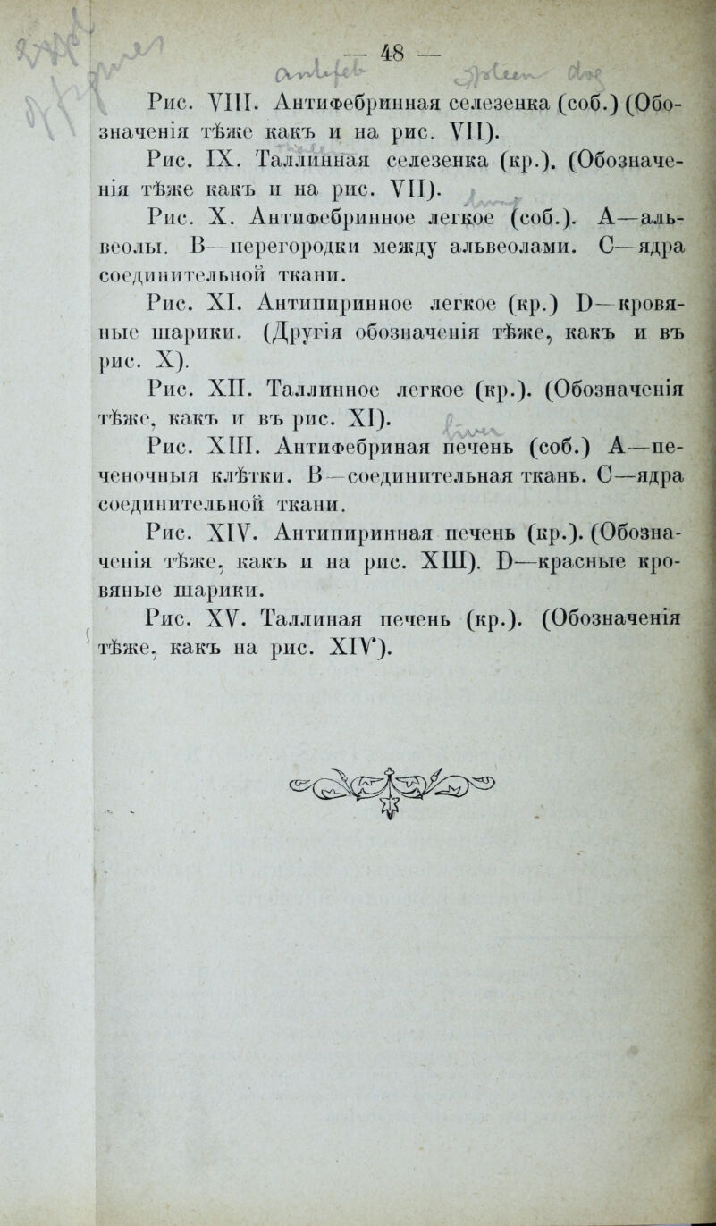 Рис. VIII. АнтиФебринная селезенка (соб.) (Обо- значенія тѣже какъ и на рис. VII). Рис. IX. Таллинная селезенка (кр.). (Обозначе- нія тѣже какъ и на рис. VII). Рис. X. АнтиФебринное легкое (соб.). А—аль- веолы. В—перегородки между альвеолами. С—ядра соединительной ткани. Рис. XI. Антипиринное легкое (кр.) Б—кровя- ные шарики. (Другія обозначенія тѣже, какъ и въ рис. X). Рис. ХП. Таллинное легкое (кр.). (Обозначенія тѣже, какъ и въ рис. XI). Рис. XIII. АнтиФебриная печень (соб.) А—пе- ченочныя клѣтки. В—соединительная ткань. С—ядра соединительной ткани. Рис. XIV. Антипирииная печень (кр.). (Обозна- чения тѣже, какъ и на рис. ХШ). Б—красные кро- вяные шарики. Рис. XV. Таллнная печень (кр.). (Обозначенія тѣже, какъ на рис. XIV).