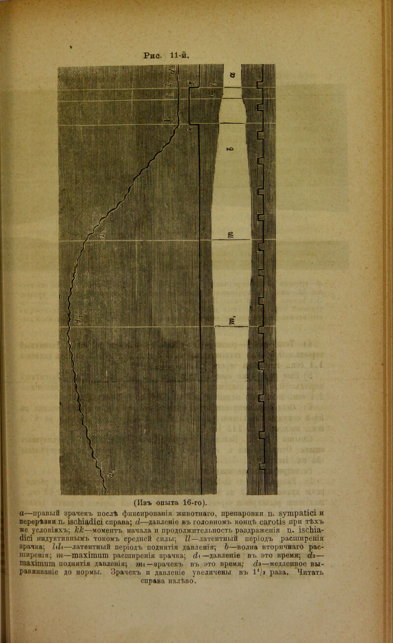 Рис. 11-й. (Иэъ опыта 16-го). «—правый зрачекъ послѣ фиксированія животнаго, препаровки п. зутрайсі и перерѣаки п. ізсЫасІісі справа; й—давленіе въ головномъ концѣ сагоЬІЗ при тѣхъ же условіяхъ; ТсТс—моментъ начала и продолжительность раадраженія п. ізсЫа- дісі нндуктивнымъ токомъ средней силы; И—латентный періодъ расширенія зрачка; /»/•—латентный періодъ поднятія давленія; Ь—волна вторичнаго рас- ширена; т—тахіпшт расширенія врачка; й\— давленіѳ въ это время; йі— тахітит иоднятія давленія; пи— врачекъ въ это время; йз—медленное вы- равниваніе до нормы. Зрачекъ и давленіе увеличены въ I4/» раза. Читать справа иалъво.