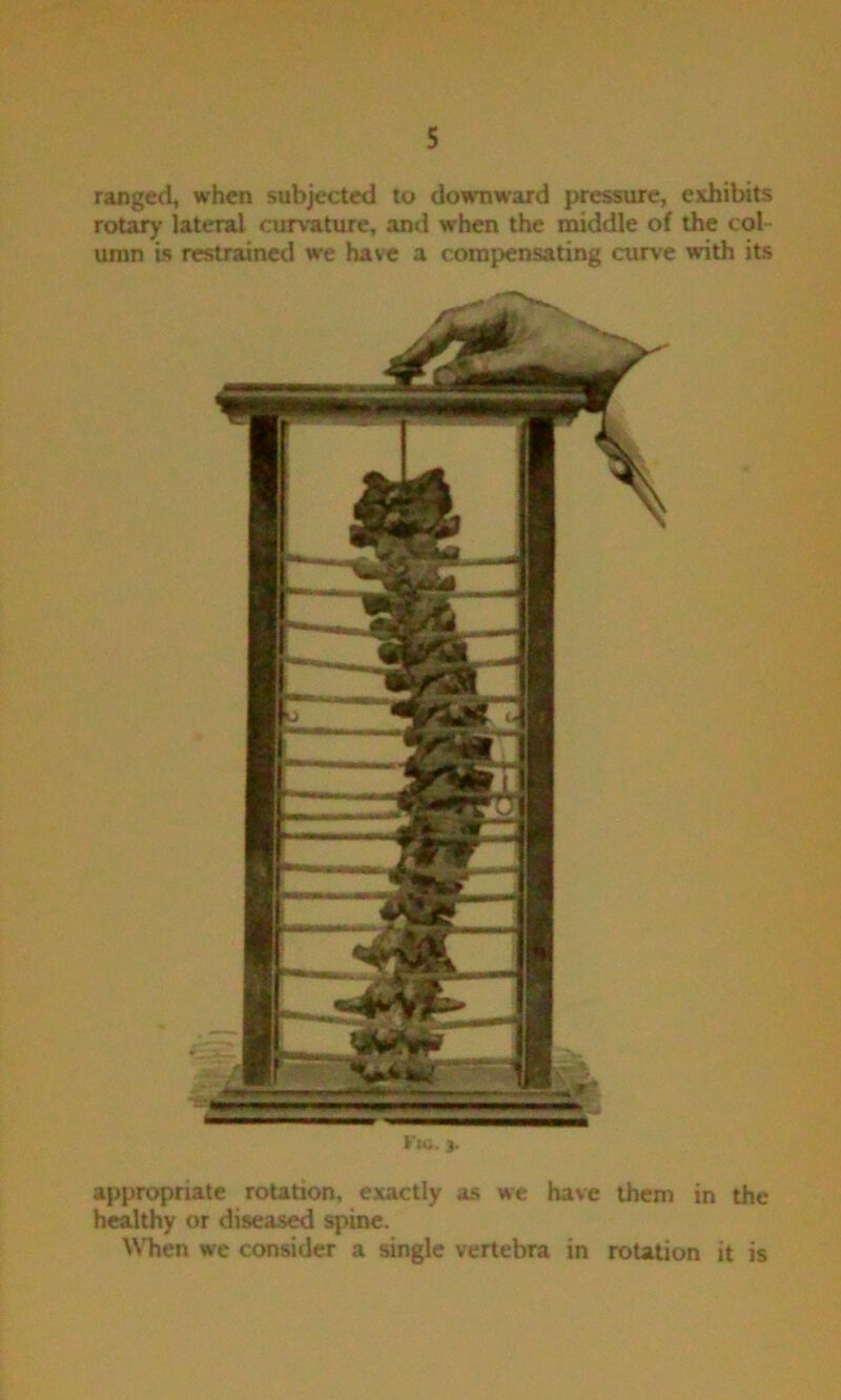 ranged, when subjected to downward pressure, exhibits rotary lateral curvature, and when the middle of the col- umn is restrained we have a compensating curve with its appropriate rotation, exactly as we have them in the heathy or diseased spine. WTien we consider a single vertebra in rotation it is