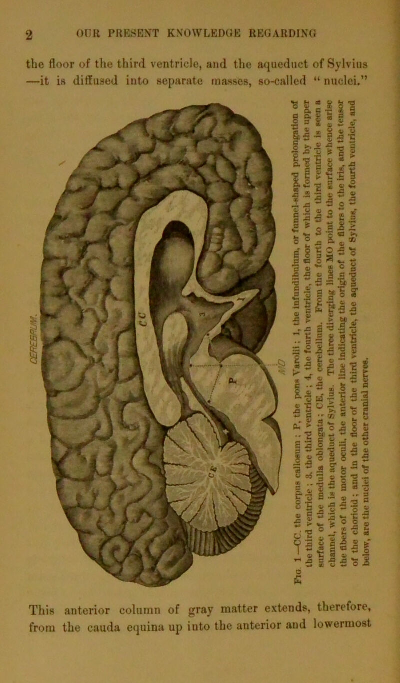 CEREBPUM. the floor of the third ventricle, and the aqueduct of Sylvius —it is diffused into separate masses, so-called “ nuclei.” This anterior column of gray matter extends, therefore, from the cauda equina up into the anterior and lowermost