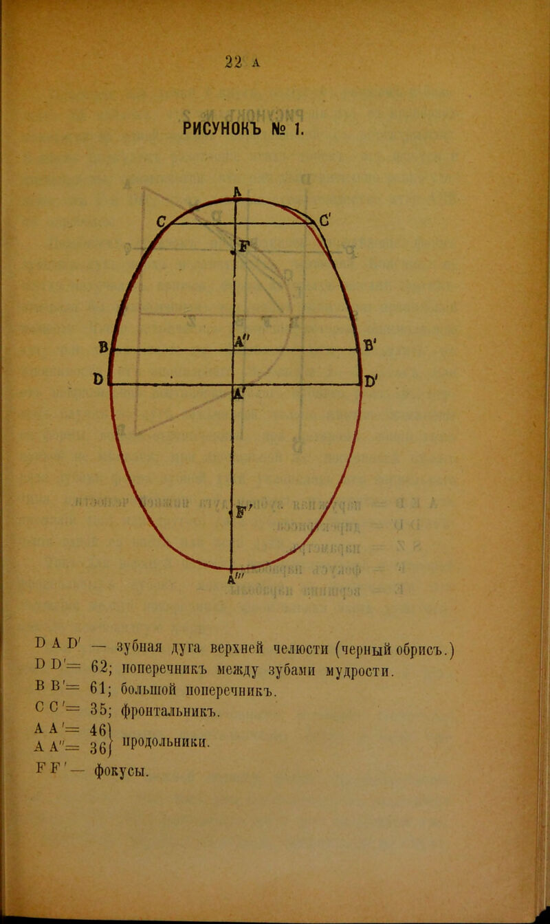 22 а РИСУНОКЪ № 1. БАІ)' - зубная дуга верхней челюсти (черный обрисъ.) с !> — 62; ноперечникъ между зубами мудрости. в в — 61; большой ноперечникъ. СС'= 35; фронтальникъ. АА'= 461 А А= 361 ИР0Д0ЛЬНИКИ. РБ — фокусы.