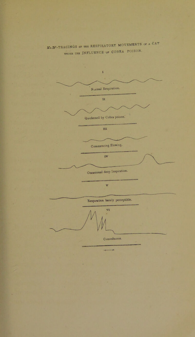 ir„.iy-TRAClNOS or RESPIRATORY MOVEMENTS or . CAT OTDF.B TM INFLUENCE or COBRA POISON. Rurmal Respiration. II Quickened by Cobra poison. m Commencing Slowing. Occasional deep Inspiration. V Respiration barely perceptible. Convulsions. r