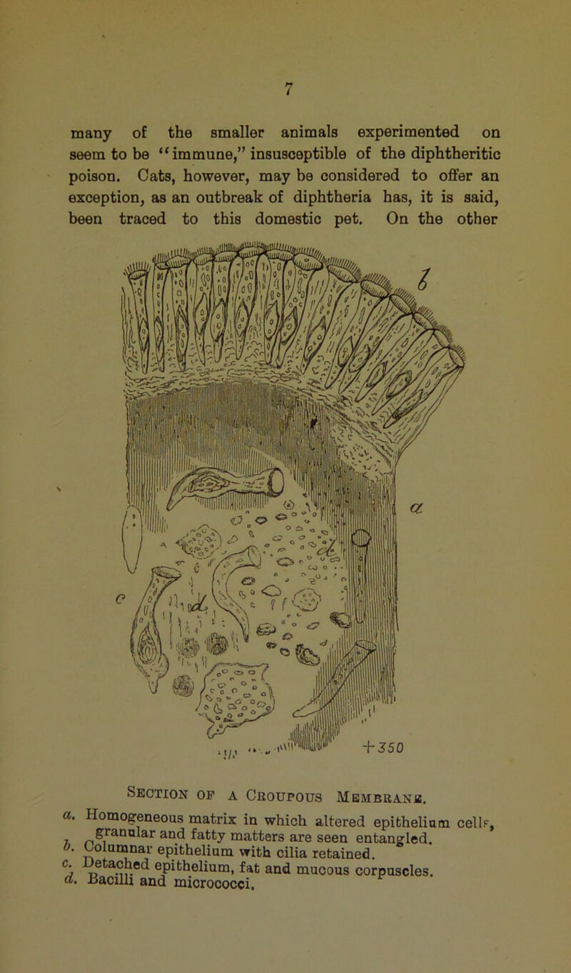 many of the smaller animals experimented on seem to be “ immune,” insusceptible of the diphtheritic poison. Cats, however, may be considered to offer an exception, as an outbreak of diphtheria has, it is said, been traced to this domestic pet. On the other Section of a Croupous Membrane. a. Homogeneous matrix in which altered epithelium cellf, granular and fatty matters are seen entangled. b, J^olananar epitheiinm with cilia retained. j epithelium, fat and mucous corpuscles, a. xsaciUi and micrococci.