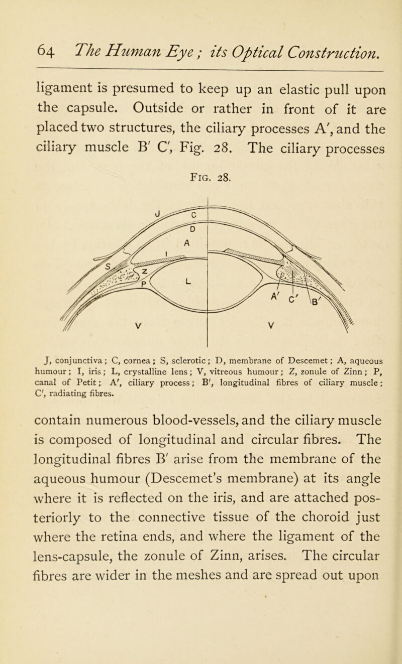 ligament is presumed to keep up an elastic pull upon the capsule. Outside or rather in front of it are placed two structures, the ciliary processes A', and the ciliary muscle B' C, Fig. 28. The ciliary processes Fig. 28. J, conjunctiva; C, cornea; S, sclerotic; D, membrane of Descemet; A, aqueous humour; I, iris; L, crystalline lens; V, vitreous humour; Z, zonule of Zinn ; P, canal of Petit; A', ciliary process; B', longitudinal fibres of ciliary muscle; C', radiating fibres. contain numerous blood-vessels, and the ciliary muscle is composed of longitudinal and circular fibres. The longitudinal fibres B' arise from the membrane of the aqueous humour (Descemet s membrane) at its angle where it is reflected on the iris, and are attached pos- teriorly to the connective tissue of the choroid just where the retina ends, and where the ligament of the lens-capsule, the zonule of Zinn, arises. The circular fibres are wider in the meshes and are spread out upon
