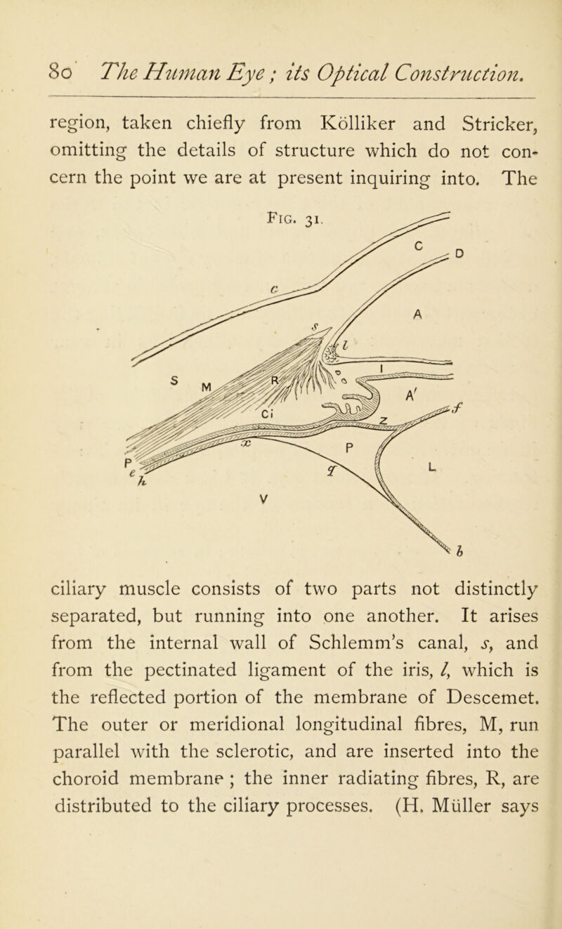 region, taken chiefly from Kolliker and Strieker, omitting the details of structure which do not con- cern the point we are at present inquiring into. The ciliary muscle consists of two parts not distinctly separated, but running into one another. It arises from the internal wall of Schlemm’s canal, and from the pectinated ligament of the iris, /, which is the reflected portion of the membrane of Descemet. The outer or meridional longitudinal fibres, M, run parallel with the sclerotic, and are inserted into the choroid membrane ; the inner radiating fibres, R, are distributed to the ciliary processes. (H. Muller says