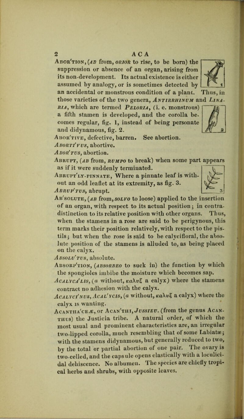 Abor'tion, (^5 from, orior to rise, to be born) the suppression or absence of an organ, arising from its non-development. Its actual existence is either assumed by analogy, or is sometimes detected by an accidental or monstrous condition of a plant. Thus, in those varieties of the two genera. Antirrhinum and Lina- RiAy which are termed PELORiAy (i. e. monstrous) a fifth stamen is developed, and the corolla be- comes regular, fig. 1, instead of being personate and didynamous, fig. 2. Abor'tive, defective, barren. See abortion. Abort/vus, abortive. Abor'tus, abortion. Abrupt, (ab from, rumpo to break) when some pai as if it were suddenly terminated. Abrupt'ly-pinnate, Where a pinnate leaf is with out an odd leaflet at its extremity, as fig. 3. A-BRup^TvSy abrupt. Ab'solute, [ab fromySOLVO to loose) applied to the insertion of an organ, with respect to its actual position; in contra- distinction to its relative position with other organs. Thus, when the stamens in a rose are said to be perigynous, this term marks their position relatively, with respect to the pis- tils; but when the rose is said to be calycifloral, the abso- lute position of the stamens is alluded to, as being placed on the calyx. ABsoLUTuSy absolute. Absorp'tion, {absorbeo to suck in) the function by which the spongioles imbibe the moisture which becomes sap. Acalyca'lis, (a without, (caXvC a calyx) where the stamens contract no adhesion with the calyx. AcALYc/NUSy AcAL'YCiSy (o without, KuXv^ a calyx) where the calyx IS wanting. Acantha'ce^, or AcxWtuj, Jussieu, (from the genus Acan- thus) the Justicia tribe. A natural order, of which the most usual and prominent characteristics are, an irregular two-lipped corolla, much resembling that of some Labiatae; with the stamens didynamous, but generally reduced to two, by the total or partial abortion of one pair. The ovary is two-celled, and the capsule opens elastically with a loculici- dal dehiscence. No albumen. The species are chiefly tropi- cal herbs and shrubs, with opposite leaves. appears