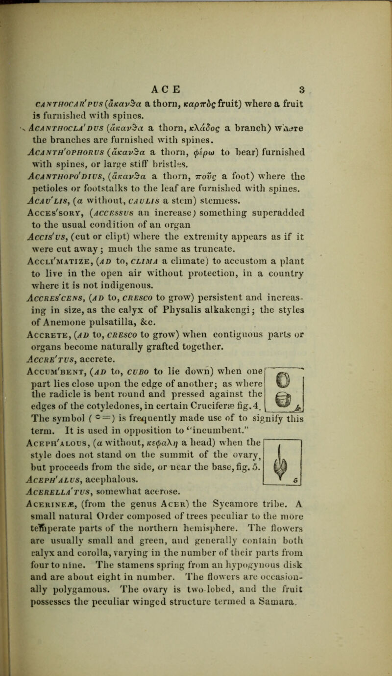 r ACE 3 caivthocar'PUS {uKav^a a thorn, Kapwbg fruit) where a fruit is fiirnislied with spines. ^ Acanthocla'dus {ciKav^a a thorn, fcXd^oc a branch) wAc?re the branches are furnished with spines. Acanth'ophorus (uKav^a a tliorn, to bear) furnished with spines, or large stiff bristles. AcANTHOPo'DiuSy (uKav^a a thorn, wovg a foot) where the petioles or footstalks to the leaf are furnished with spines. Acau'lis, (a without, caulis a stein) siemiess. Acces'sory, (accessus an increase; something superadded to the usual condition of an organ Accis'us, (cut or dipt) where the extremity appears as if it were cut away; much the same as truncate. Accli'matize, {ad to, CLiMA a climate) to accustom a plant to live in the open air without protection, in a country where it is not indigenous. AccREs'cENSy {ad to, CRESco to grow) persistent and increas- ing in size, as the calyx of Physalis alkakengi; the styles of Anemone pulsatilla, &c. Accrete, {ad to, cresco to grow) when contiguous parts or organs become naturally grafted together. Accre'tus, accrete. Accxim'bent, {ad to, cvBo to lie down) when one part lies close upon the edge of another; as where the radicle is bent round and pressed against the edges of the cotyledones, in certain Cniciferie fig. 4. The symbol ( ® = ) is frequently made use of to signify this term. It is used in opposition to “incumbent.” Aceph'alocs, (a without, KS(f)a\t] a head) when the style does not stand on the summit of the ovary, but proceeds from the side, or near the base, fig. 5. Aceph'alus, acephalous. AcERELLA'ruSy somcwhat acerose. Acerinea?, (from the genus Acer) the Sycamore tribe. A small natural Order composed of trees peculiar to the more telhperate parts of the northern hemisphere. The flowers are usually small and green, and generally contain both calyx and corolla, varying in the number of their parts from four to nine. The stamens spring from an hypogynous disk and are about eight in number. The flowers are occasion- ally polygamous. The ovary is two lobed, and the fruit possesses the peculiar winged structure termed a Samara.