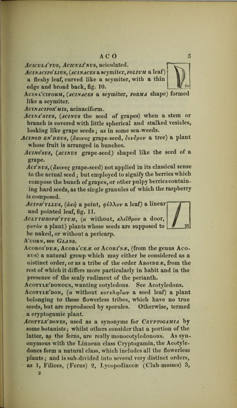 Acicvla'tvs, AcicuifNVS, aciciilated. Acinacifo'lius, {acinaces a scymiter, a leaf) a fleshy leaf, curved like a scymiter, with a thin ed^e and broad back, 10. Acina'ciform, {acinaces a scymiter, forma shape) formed like a scymiter. Acinacifor'mis^ acinaciform. Acina'rivs, {acinus the seed of grapes) when a stem or branch is covered with little spherical and stalked vesicles, looking like grape seeds; as in some sea-weeds. Acinod en'drvs, {cLkivoq grape-seed, devdpov a tree) a plant whose fruit is arranged in bunches. Acino'sus, {acinus grape-seed) shaped like the seed of a grape. Aci'Nus,{aKivog grape-seed) not applied in its classical sense to the actual seed; but employed to signify the berries which compose the bunch of grapes, or other pulpy berries contain- ing hard seeds, as the single granules of which the raspberry is composed. Aciph'yllus, {olk)} a point, tpvXXov a leaf) a linear ‘ and pointed leaf, fig. 11. Aclythroph'ytum, {a without, KXeXOpov a door, ^vTov a plant) plants whose seeds are supposed to be naked, or without a pericarp. A'corn, see Glans. Acoroi'de/e, Acora'ce^ or Acori'n-®, (from the genus Aco- Rcs) a natural group which may either be considered as a ciistinct order, or as a tribe of the order AROiDEiE, from the rest of which it differs more particularly in habit and in the presence of the scaly rudiment of the perianth. Acotyle'donous, wanting cotyledons. See Acotyledons. Acotyle'don, {a without KOTvXrjdwv a seed leaf) a plant belonging to those flowerless tribes, which have no true seeds, but are reproduced by sporules. Otherwise, termed a cryptogamic plant. Acotyle'dones, used as a synonyme for Cryptogamia by some botanists; whilst others consider that a portion of the latter, as the ferns, are really monocotyledonous. As syn- onymous with the Linnean class Cryptogamia, the Acotyle- dones form a natural class, which includes all the flowerless plants ; and is sub-divided into several very distinct orders, as 1, Filices, (Ferns) 2, Lycopodiaccae (Club-mosses) 3, L.