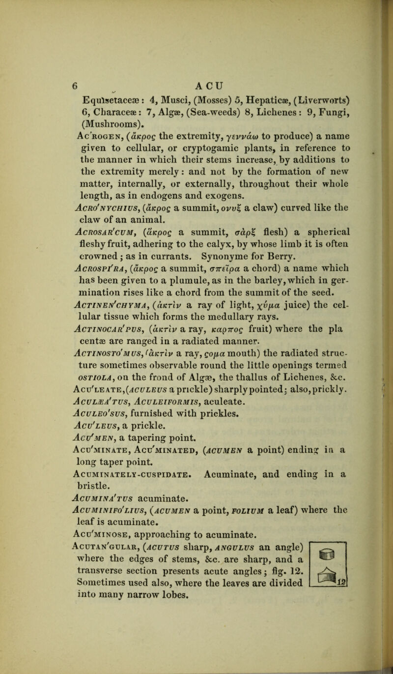 Equlsetaceae: 4, Musci, (Mosses) 5, Hepaticae, (Liverworts) 6, Characeae: 7, Algae, (Sea-weeds) 8, Lichenes : 9, Fungi, (Mushrooms). Ac'rogen, (aKpoQ the extremity, yevvdio to produee) a name given to cellular, or cryptogamic plants, in reference to the manner in which their stems increase, by additions to the extremity merely: and not by the formation of new matter, internally, or externally, throughout their whole length, as in endogens and exogens. Acro'nychius, (aKpog a summit, oj/u^ a claw) curved like the claw of an animal. Acrosar'cum, {ciKpoQ a summit, crdp^ flesh) a spherical fleshy fruit, adhering to the calyx, by whose limb it is often crowned ; as in currants. Synonyme for Berry. Acrospi'ra, {aKpoQ a summit, (nreXpa a chord) a name which has been given to a plumule, as in the barley, which in ger- mination rises like a chord from the summit of the seed. Actinen'chyma, (dicTiv a ray of light, %u/xa juice) the cel- lular tissue which forms the medullary rays. Actinocar'pvSj {clktIv a ray, Kapirog fruit) where the pla centae are ranged in a radiated manner. Actinosto'MUs,(aKTLv a ray, go/^a mouth) the radiated struc- ture sometimes observable round the little openings termed osTioLA, on the frond of Algae, the thallus of Lichenes, &c. Acu'le ATE,(^C7t7z:Bi^s a prickle) sharply pointed^ also, prickly. Aculma'tus, Aculeiformis, aculeate. Aculeo'sus, furnished with prickles. Acu'leus, a prickle. Acv'men, a tapering point. Acu'minate, Acu'minated, {acumen a point) ending in a long taper point. Acuminately-cuspidate. Acuminate, and ending in a bristle. Acumina'tvs acuminate. Acuminifo'lius, {acumen a point, folium a leaf) where the leaf is acuminate. Acu'minose, approaching to acuminate. Acutan'gular, {acutus s\i2iTp, angulus an angle) where the edges of stems, &c. are sharp, and a transverse section presents acute angles; flg. 12. Sometimes used also, where the leaves are divided into many narrow lobes.