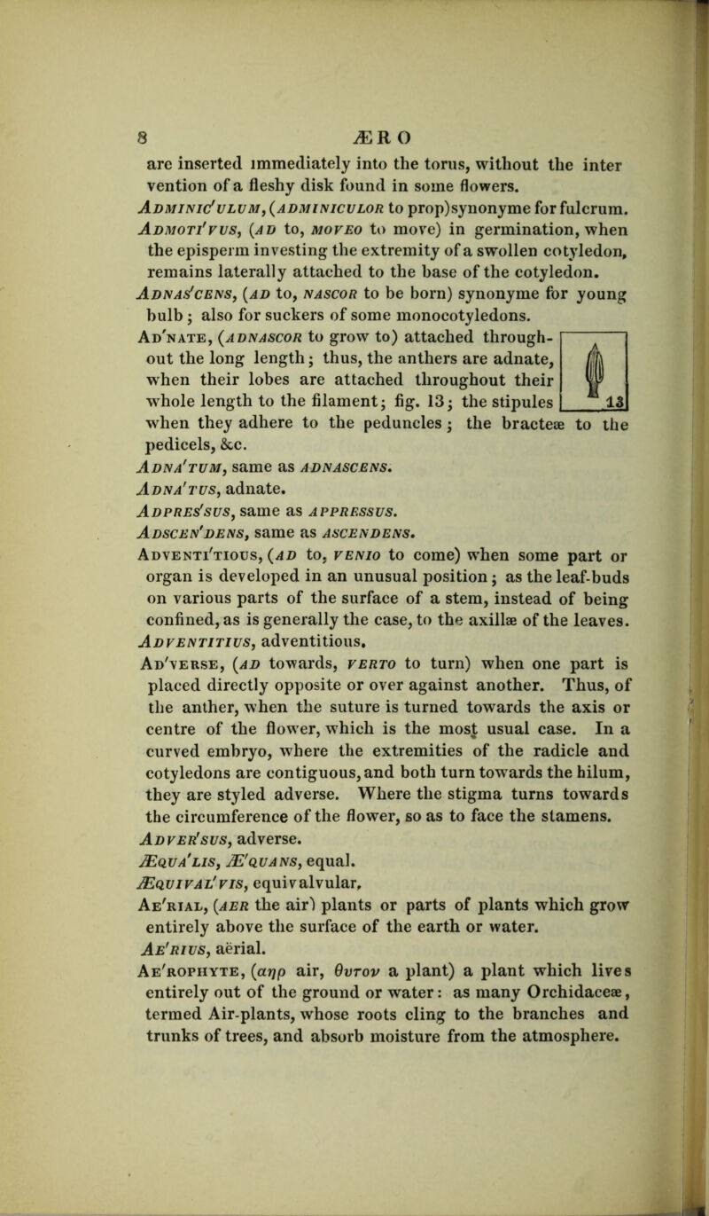 are inserted immediately into the torus, without the inter vention of a fleshy disk found in some flowers. Admini(/ulvm, (adminiculor to prop)synonyme for fulerum. Admoti'vvs, (ad to, MOVEO to move) in germination, when the episperm investing the extremity of a swollen cotyledon, remains laterally attached to the base of the cotyledon. ADNAsfcEJss, {ad to, NASCOR to be bom) synonyme for young bulb; also for suckers of some monocotyledons. Ad'nate, (adnascor to grow to) attached through- out the long length; thus, the anthers are adnate, when their lobes are attached throughout their whole length to the filament; fig. 13; the stipules when they adhere to the peduncles; the bracteae to the pedicels, &c. Adna'tum, same as adnascens, Adna'tus, adnate. Adpres'sus, same as appressus, Adscen'dens, same as ascendens. Adventi'tious, (ad to, vENio to come) when some part or organ is developed in an unusual position; as the leaf-buds on various parts of the surface of a stem, instead of being confined, as is generally the case, to the axillae of the leaves. Adventitius, adventitious, Ad'verse, (ad towards, verto to turn) when one part is placed directly opposite or over against another. Thus, of the anther, when the suture is turned towards the axis or centre of the flow er, which is the mosj usual case. In a curved embryo, where the extremities of the radicle and cotyledons are contiguous, and both turn towards the hilum, they are styled adverse. Where the stigma turns towards the circumference of the flower, so as to face the stamens. Advet^svs, adverse. JEciu/lis, ^'quans, equal. JEdViVAL'viSf equivalvular, Ae'rial, (aer the air) plants or parts of plants which grow entirely above the surface of the earth or water. Ae'rivs, aerial. Ae'rophyte, (arip air, Qvtov a plant) a plant which lives entirely out of the ground or water: as many Orchidaceae, termed Air-plants, whose roots cling to the branches and trunks of trees, and absorb moisture from the atmosphere.