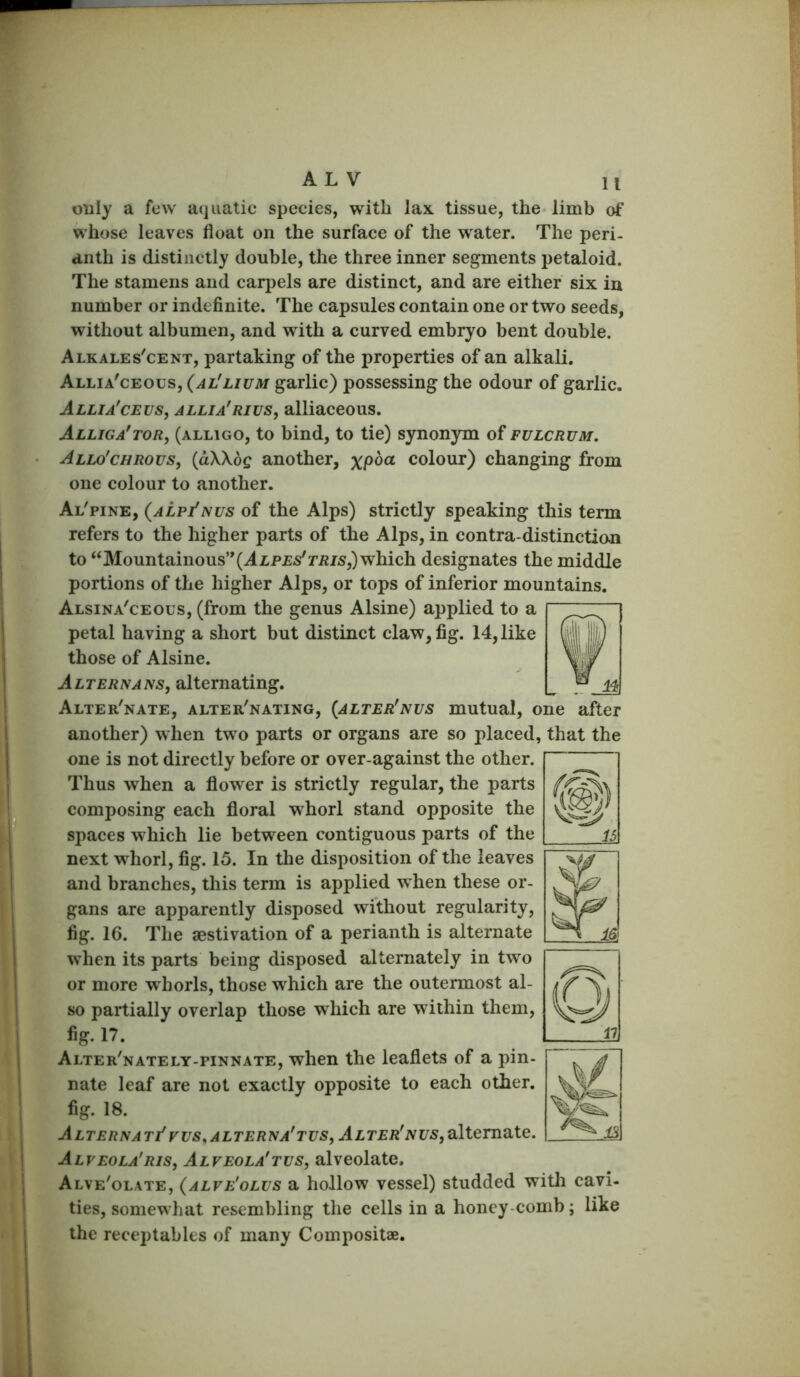 only a few aquatic species, with lax tissue, the limb of whose leaves float on the surface of the water. The peri- anth is distinctly double, the three inner segments petaloid. The stamens and carpels are distinct, and are either six in number or indefinite. The capsules contain one or two seeds, without albumen, and with a curved embryo bent double. Alkales'cent, partaking of the properties of an alkali. Allia'ceous, (al'lium garlic) possessing the odour of garlic. Allia'ceus, allia'riuSj alliaceous. Alliga'tor, (alligo, to bind, to tie) synonym of fulcrum. Allo'chrous, {aWoQ another, %p6a colour) changing from one colour to another. Al'pine, (alpi'nus of the Alps) strictly speaking this term refers to the higher parts of the Alps, in contra-distinction to “Mountainous’'(ALP£5'ri2/5,) which designates the middle portions of the higher Alps, or tops of inferior mountains. Alsina'ceous, (from the genus Alsine) applied to a petal having a short but distinct claw, fig. 14, like those of Alsine. Alternans, alternating, Alter'nate, alter'nating, (alter'nus mutual, o another) when two parts or organs are so placed, one is not directly before or over-against the other. Thus when a flower is strictly regular, the parts composing each floral whorl stand opposite the spaces which lie between contiguous parts of the next whorl, fig. 15. In the disposition of the leaves and branches, this term is applied when these or- gans are apparently disposed without regularity, fig. 16. The aestivation of a perianth is alternate when its parts being disposed alternately in two or more whorls, those which are the outermost al- so partially overlap those which are within them, fig. 17. Alter'nately-pinnate, when the leaflets of a pin- nate leaf are not exactly opposite to each other, fig. 18. Alterna Tfvus.ALTERNA'TUS, Alter' NUSyOltem^ite. Alveola'Ris, Alveola'tus, alveolate. Alve'olate, (alve'olus a hollow vessel) studded with cavi- ties, somewhat resembling the cells in a honey comb; like the receptables of many Compositae.