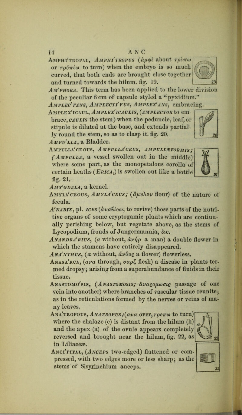 Amphi'tropal, Amphi'tropus (d[jL(pl about rpsTru) or rpoTTsu) to turn) when the embryo is so much curved, that both ends are brought close together and turned towards the hilum. fig. 19. Am'phora. This term has been applied to the lower division of the peculiar form of capsule styled a “pyxidium.” AMPLE&TANSf Amplect/vus, Amplex'ans, embracing. Amplex'icaul, Amplex'icaulis, (amplector to em- brace, CA ULis the stem) when the peduncle, leaf, or stipule is dilated at the base, and extends partial- ly round the stem, so as to clasp it. fig. 20. Ampu'lla, a Bladder. Ampulla'ceous, Ampulla'ceus, ampullmformis; (^Ampulla, a vessel swollen out in the middle) where some part, as the monopetalous corolla of certain heaths (Erica,) is swollen out like a bottle fig. 21. Amy'gdala, a kernel. Amvla'ceous, Amyla'ceus; (dpLvXov flour) of the nature of fecula. A'nabix, pi. ICES (dva€looj, to revive) those parts of the nutri- tive organs of some cr^’^ptogamic plants which are continu- ally perishing below, but vegetate above, as the stems of Lycopodium, fronds of Jungermannia, See, Aivanera'rius, (a without, dvj)p a man) a double flower in which the stamens have entirely disappeared. Aiva'nthus, (a without, dv9oc a flower) flowerless. Anasa'rca, (ava through, aap^ flesh) a disease in plants ter- med dropsy; arising from a superabundance of fluids in their tissue. Anastomo'sis, (Anastomosis/ dvagop,a)(7ig passage of one vein into another) where branches of vascular tissue reunite; as in the reticulations formed by the nerves or veins of ma- ny leaves. Ana'tropous,Aiv^riJ0Pi^5;(ai/a over,rp£7Tw to turn)' where the chalaze (c) is distant from the hilum (h) and the apex (a) of the ovule appears completely reversed and brought near the hilum, fig. 22, as in Liliaceae. Anci'pital, (Anceps two-edged) flattened or com- pressed, with two edges more or less sharp; as tlie stems of Sisyxinebium anceps.