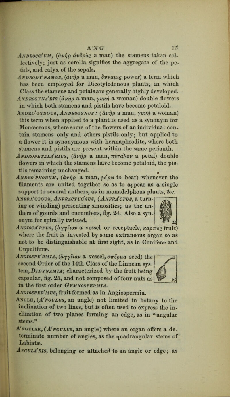 Androc(£!um, {avrip dvSpdg a man) the stamens taken col- lectively; just as corolla signifies the aggregate of the pe^ tals, and calyx of the sepals, Aivdrody'namus, {dvrjp a man, dwapig power) a term which has been employed for Dicotyledonous plants; in which Class the stamens and petals are generally highly developed. Androgyna'ris {dvtjp a man, ywiij a woman) double flowers in which both stamens and pistils have become petaloid. AnDRo'GYVOvSyANDROGYNUs: (dvrjp a man, yvvrj a woman) this term when applied to a plant is used as a synonym for Monoeceous, where some of the flowers of an individual con- tain stamens only and others pistils only; but applied to a flower it is synonymous with hermaphrodite, where both stamens and pistils are present within the same perianth. Andropetala'rius, {dvrjp a man, TreraXov a petal) double flowers in which the stamens have become petaloid, the pis- tils remaining unchanged. ^ Andro'phorum, {dvrjp a man, (pe'pu) to bear) whenever the filaments are united together so as to appear as a single support to several anthers, as in monadelphous plants, &c. Anfra'ctous, Anfractuo^sus, (Anfra'ctus,2l turn- ing or winding) presenting sinuosities; as the an- thers of gourds and cucumbers, fig. 24. Also a syn- onym for spirally twisted. Angioca'rpus, {dyyuov a vessel or receptacle, Kapirog fruit) where the fruit is invested by some extraneous organ so as not to be distinguishable at first sight, as in Coniferae and Cupuliferse. Angiospe'rmia, {dyyuov a vessel, CTTcp/ia seed) the second Order of the 14th Class of the Linnean sys- Xem^DiDYNAMiA', characterized by the fruit being capsular, fig. 25, and not composed of four nuts as in the first order Gymnospermia. Angiosper'Mus, fruit formed as in Angiospermia. Angle, {A'ngulus, an angle) not limited in botany to the inclination of two lines, but is often used to express the in- clination of two planes forming an edge, as in “ angular stems.” A'ngular, {A'ngulus, an angle) where an organ offers a de- terminate number of angles, as the quadrangular stems of Labiatae. Aygula'Ris, belonging or attached to an angle or edge; as