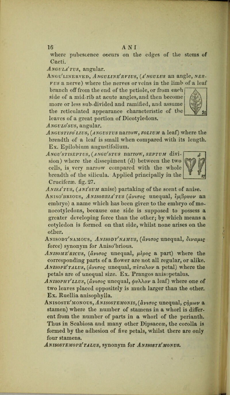 where pubescence occurs on the edges of the stems of Cacti. Angula'tvs^ angular. Angu'linerved, Anguliise'rvivs, {a'ngulus an angle, ner- vvs a nerve) where the nerves or veins in the limb of a leaf branch off from the end of the petiole, or from each side of a mid rib at acute angles, and then become more or less sub-divided and ramified, and assume the reticulated appearance characteristic of the leaves of a great portion of Dicotyledons. Angulo'sus, angular. Angustifo'lius, {angustus narrow, folium a leaf) where the breadth of a leaf is small when compared with its length. Ex. Epilobium angustifolium. Angv'stiseptus,(aivgu'stus narrovry septum divi- sion) where the dissepiment (d) between the two cells, is very narrow compared with the whole breadth of the silicula. Applied principally in the Cruciferae. fig. 27. Anisa'tus, {anf sum anise) partaking of the scent of anise. Aniso'brtous, Anisobria'tus {dvuTOQ unequal, tfippvov an embryo) a name which has been given to the embryo of mo- nocotyledons, because one side is supposed to possess a greater developing force than the other; by which means a cotyledon is formed on that side, whilst none arises on the other. Anisody'namous, Anisody'namus, {dvKJOQ unequal, divafug force) synonym for Aniso'brious. ANisoME'RicuSf {dvLffoQ uncqual, fuLspoQ a part) where the corresponding parts of a flower are not all regular, or alike. Anisope'TALUS, {dvLdOQ uncqual, ttItoXov a petal) where the petals are of unequal size. Ex. Prangos anisopetalus. Anisophy'LLUs, {dvKJOQ unequal, (j)v\\ov a leaf) where one of two leaves placed oppositely is much larger than the other. Ex. Ruellia anisophylla. AmsosTE'MO^ovs,ANisosTEMONis,{dvL(TOQ Unequal, gi^picov a stamen) where the number of stamens in a whorl is differ- ent from the number of parts in a whorl of the perianth. Thus in Scabiosa and many other Dipsaceae, the corolla is fonned by the adhesion of five petals, whilst there are only four stamens. Anisostemope'TALUS, synonym for Anisoste'monus.