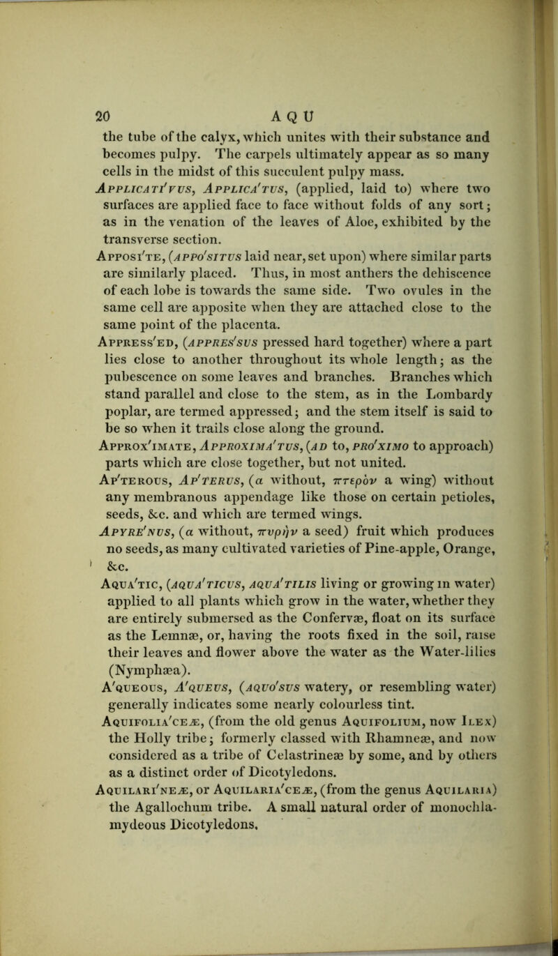 the tube of the calyx, which unites with their substance and becomes pulpy. The carpels ultimately appear as so many cells in the midst of this succulent pulpy mass. AppLiCATfvus, Applica'tus, (applied, laid to) where two surfaces are applied face to face without folds of any sort; as in the venation of the leaves of Aloe, exhibited by the transverse section. Apposi'te, (appo'situs laid near, set upon) where similar parts are similarly placed. Thus, in most anthers the dehiscence of each lobe is towards the same side. Two ovules in the same cell are apposite when they are attached close to the same point of the placenta. Appress'ed, (appres'sus pressed hard together) where a part lies close to another throughout its whole length; as the pubescence on some leaves and branches. Branches which stand parallel and close to the stem, as in the Lombardy poplar, are termed appressed; and the stem itself is said to be so when it trails close along the ground. Approx'imate, Approxima'tus, {ad to, PRo'xiMO to approach) parts which are close together, but not united. Ap'terous, Ap'terus, (a without, irrepov a wing) without any membranous appendage like those on certain petioles, seeds, &c. and which are termed wings. Apyre'nvs, (a without, Trvpijv a seed) fruit which produces no seeds, as many cultivated varieties of Pine-apple, Orange, » &c. Aqua'tic, {aqua'ticus, aqua'tilis living or growing in water) applied to all plants which grow in the water, whether they are entirely submersed as the Confervas, float on its surface as the Lemnse, or, having the roots fixed in the soil, raise their leaves and flower above the water as the Water-lilies (Nymphaea). A'queous, A'queus, (aquo'sus watery, or resembling water) generally indicates some nearly colourless tint. Aquifolia'ce^, (from the old genus Aquifolium, now Ilex) the Holly tribe; formerly classed with Rhamneas, and now considered as a tribe of Celastrineae by some, and by others as a distinct order of Dicotyledons. Aquilari'ne^, or Aquilaria'ce^, (from the genus Aquilaria) the Agallochum tribe. A small natural order of monochla- mydeous Dicotyledons,