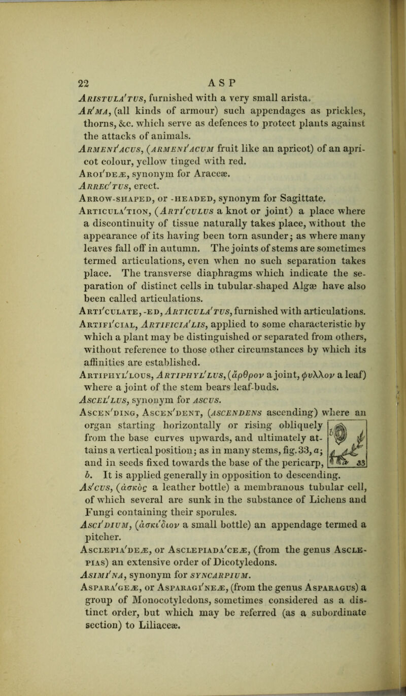 Aristula'tus, furnished with a very small arista. Ar'ma, (all kinds of armour) sueh appendages as priekles, thorns, &e. which serve as defences to protect plants against the attacks of animals. ArmenfACUs, (armeni'acum fruit like an apricot) of an apri- cot colour, yellow tinged with red. Aroi'de^, synonym for Araceae. Arrec'tus, erect. Arrow-shaped, or -headed, synonym for Sagittate. Articula'tion, (Arti'culus a knot or joint) a place where a discontinuity of tissue naturally takes place, without the appearance of its having been torn asunder j as where many leaves fall off in autumn. The joints of stems are sometimes termed articulations, even when no such separation takes place. The transverse diaphragms which indicate the se- paration of distinct cells in tubular-shaped Algae have also been called articulations. Arti'culate, -ED, Articula'TVS, furnished with articulations. Artifi'cial, Artificia'lis, applied to some characteristic by which a plant may be distinguished or separated from others, without reference to those other circumstances by which its affinities are established. Artiphyl'lous, Artiphyl'lus, (apOpov a joint, <pvXXov a leaf) where a joint of the stem bears leaf-buds. Ascel'lvs, synonym for ascus. Ascen'ding, Ascen'dent, {ascendens ascending) vs organ starting horizontally or rising obliquely from the base curves upwards, and ultimately at- tains a vertical position; as in many stems, fig.33, a; and in seeds fixed towards the base of the pericarp, b. It is applied generally in opposition to descending. As'cvs, (<x(tic6q a leather bottle) a membranous tubular cell, of wffiich several are sunk in the substance of Lichens and Fungi containing their sporules. Asci'dium, (acTKidLov a small bottle) an appendage termed a pitcher. Asclepia'de^e, or Asclepiada'ceje, (from the genus Ascle- piAs) an extensive order of Dicotyledons. Asimi'na, synonym for syncarpium. Aspara'geje, or Asparagi'ne^, (from the genus Asparagus) a group of Monocotyledons, sometimes considered as a dis- tinct order, but wffiich may be referred (as a subordinate section) to Liliaceae. diere an