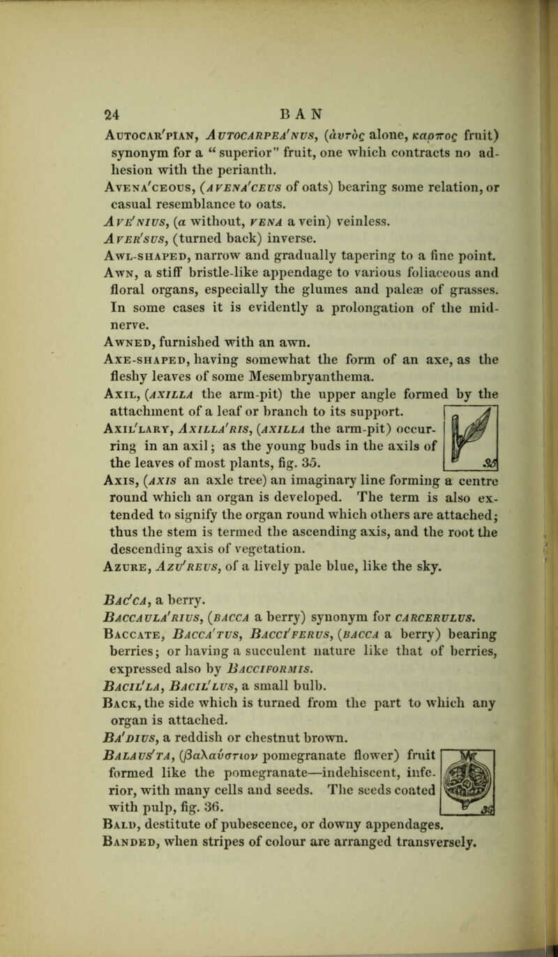 U BAN Autocar'pian, Autocarpea'nus, {avrog alone, KaoTTog fruit) synonym for a “ superior” fruit, one which contracts no ad- hesion with the perianth. Avena'ceous, (avena'ceus of oats) bearing some relation, or casual resemblance to oats. Ave'nius, (a without, vena a vein) veinless. Aver'sus, (turned back) inverse. Awl-shaped, narrow and gradually tapering to a fine point. Awn, a stiff bristle-like appendage to various foliaceous and floral organs, especially the glumes and paleae of grasses. In some cases it is evidently a prolongation of the mid- nerve. Awned, furnished with an awn. Axe-shaped, having somewhat the form of an axe, as the fleshy leaves of some Mesembryanthema. Axil, {axilla the arm-pit) the upper angle formed by the attachment of a leaf or branch to its support. Axil'lary, Axilla'ris, {axilla the arm-pit) occur- ring in an axil; as the young buds in the axils of the leaves of most plants, fig. 35. Axis, {axis an axle tree) an imaginary line forming a centre round which an organ is developed. The term is also ex- tended to signify the organ round which others are attached; thus the stem is termed the ascending axis, and the root the descending axis of vegetation. Azure, Azi/reus, of a lively pale blue, like the sky. Bac'ca, a berry. Baccaula'rius, {bacca a berry) synonym for carcerulus. Baccate, Bacca'tus, Bacci'ferus, {bacca a berry) bearing berries; or having a succulent nature like that of berries, expressed also by Bacciformis. Bacil'la, Bacil'lus, a small bulb. Back, the side which is turned from the part to which any organ is attached. Ba'dius, a reddish or chestnut brown. Balaus'ta, {paXavdTiov'pomegranate flower) fruit formed like the pomegranate—indehiscent, infc. rior, with many cells and seeds. Tlie seeds coated with pulp, fig. 36. Bald, destitute of pubescence, or downy appendages. Banded, when stripes of colour are arranged transversely.