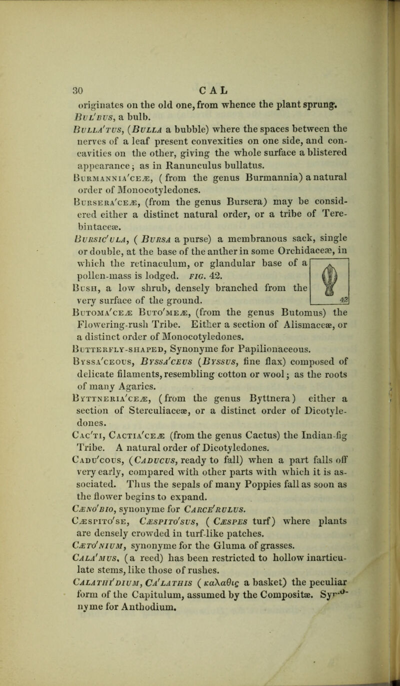 originates on the old one, from whence the plant sprung^. Bvl'buS) a bulb. Bulla'TVS, {Bulla a bubble) where the spaces between the nerves of a leaf present convexities on one side, and con- cavities on the other, giving the whole surface a blistered appearance j as in Ranunculus bullatus. Burmannia'ce^, (from the genus Burmannia) a natural order of Monocotyledones. Bursera'ce^, (from the genus Bursera) may be consid- ered either a distinct natural order, or a tribe of Tere- bintaceae. Bursic'ula, ( Bursa a purse) a membranous sack, single or double, at the base of the anther in some Orchidaceae, in which the retinaculum, or glandular base of a pollen-mass is lodged, fig. 42. Bush, a low shrub, densely branched from the very surface of the ground. Butoma'ceje Buto'me^, (from the genus Butomus) the Flowering-rush Tribe. Either a section of Alismaceae, or a distinct order of Monocotyledones. Butterfly-shaped, Synonyme for Papilionaceous. Bvssa'ceous, Byssa'ceus {Bvssusy line flax) composed of delicate filaments, resembling cotton or woolj as the roots of many Agarics. Byttneria'ce^, (from the genus Byttnera) either a section of Sterculiaceae, or a distinct order of Dicotyle- dones. Cac'ti, Cactia'ce^ (from the genus Cactus) the Indian-fig Tribe. A natural order of Dicotyledones. Cadu'cous, (Cabucus, Tea,dy to fall) when a part falls oft* very early, compared with other parts with which it is as- sociated. Thus the sepals of many Poppies fall as soon as the flower begins to expand. Cm no'BIO, synonyme for Carce'rulus. C^spito'se, Cmspito'sus, ( Cmspes turf) where plants are densely crowded in turf-like patches. Cmto'nium, synonyme for the Gluma of grasses. Cala'mus^ (a reed) has been restricted to hollow inarticu- late stems, like those of rushes. Calathi'diuMjCa'LATHIS ( KokaOiQ a basket) the peculiar form of the Capitulum, assumed by the Compositae. Syp*'*' nyme for Anthodium.