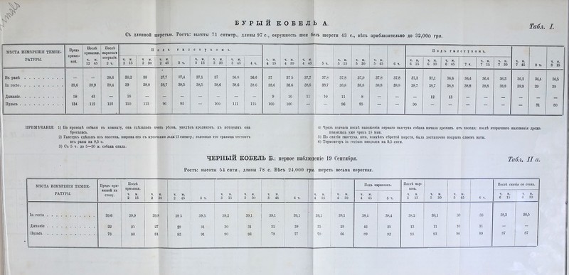 БУРЫЙ КОБЕЛЬ А. Табл. I. Съ длинной шерстью. Ростъ: высоты 71 снтмтр., длины 97 с., окружность шеи безъ шерсти 43 с., вѣсъ приблизительно до 32,000 три. МѢСТА ИЗМѢРЕНІИ ТЕМПЕ- РАТУРЫ. Предъ привяз- кой. Послѣ привязки. ч. м. 12 45 Послѣ наркозаи операціи. 2 ч. п одъ г а л с т у X 0 ы ъ. ч. м. 4 15 Ч. М. 4 30 ч. м. 4 45 5 ч. ч. м. 5 15 ч. ы. 5 30 ч. м. 5 45 6 ч. П о д ъ г а л с т у X с м ъ. ч. м. 7 45 8 ч. ч. м. 8 15 ч. м. 2 15 ч м. 2 30 ч. м. 2 45 3 ч. ч. м. 3 15 ч. м. 3 30 ч. ы. 3 45 4 ч. ч. м. 6 15 ч. м. 6 30 ч. м. 6 45 7 ч. ч. м. 7 15 ч. м. 7 30 Въ ранѣ — — 38,6 38,2 38 37,7 37,4 37,1 37 36,8 36,6 37 37 5 37,7 37,8 37,8 37,9 37,8 37,8 37,3 37,1 36,6 36,4 36,4 36,3 36,2 36,4 36,5 Іп гесіо 39,6 39,9 39,4 39 38,8 38,7 38,5 38,5 38,6 38,6 38,6 38,6 38,6 38,6 38.7 38,8 38,8 38,8 38,8 38,7 38,7 38,8 38,8 38,8 38,8 38,9 39 39 ; Дыханіе 58 43 - 18 - - - - - - - 9 10 И 10 11 8 - — — 12 13 — — — 1 Пульсъ 134 112 123 ПО 113 96 92  100 111 115 100 100 — — 96 95 — — 90 — — — — 81 80 ПРИМѢЧАНІЯ: 1) По приводѣ собаки въ комнату, она сдѣлалась очень рѣзва, увидѣвъ кроликовъ, къ которымъ она бросалась. 2) Галстухъ сдѣланъ изъ полотна, ширина его съ кусочками льда 13 снтмтр.; головная его граница отстоитъ отъ раны на 8,5 с. 3) Съ 5 ч. до 5—30 м. собака спала. 4) Чрезъ полчаса послѣ наложенія перваго галстуха собака начала дрожать отъ холода; послѣ вторичнаго наложенія дрожь появилась уже чрезъ 15 мин. 5) По снятіи галстуха, шея, взамѣнъ сбритой шерсти, была достаточно покрыта слоемъ ваты. 6) Термометръ іп гесішп вводился на 5,5 снтм. ЧЕРНЫЙ КОБЕЛЬ Б.; первое наблюденіе 19 Сентября. Табл. II а. Ростъ: высоты 54 снтм., дливы 78 с. Вѣсъ 24,000 грм. шерсть весьма короткая. і МѢСТА ИЗМѢРЕНІЯ ТЕМПЕ- РАТУРЫ. Предъ при- вязкой къ столу. Послѣ привязки. ч. м. 2 15 ч. ы. 2 30 ч. м. 2 45 3 ч. ч. м. 3 15 ч. м. 3 30 ч. м. 3 45 4 ч. ч. м. 4 15 ч. м. 4 30 Подъ наркозомъ. Послѣ нар- коза. ч. м. 5 15 ч. ы. 5 30 ч. м. 5 45 6 ч. Послѣ снятія со стола. ч. м. 4 45 5 ч. ч. м. 6 15 ч. м. 6 30 Іп гесіо 39,6 39,9 39,8 39,5 39,3 39,2 39,1 39,1 39,1 39,1 39,1 38,4 38,4 38,3 38,1 38 38 38,3 38,5 Дыханіе 22 25 27 29 31 30 31 31 39 35 29 46 25 13 11 10 И - - Г 80 83 91 92