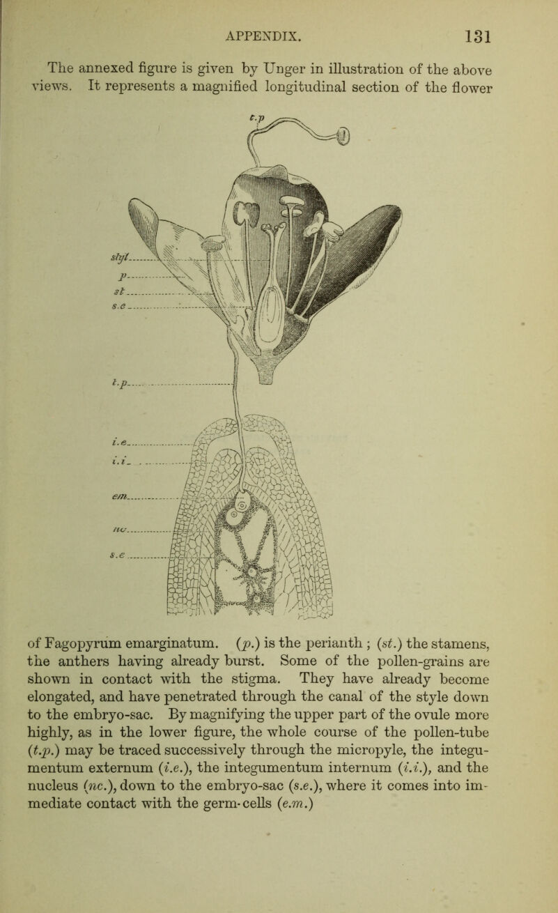 The annexed figure is given by Unger in illustration of the above views. It represents a magnified longitudinal section of the flower of Fagopyrum emarginatum. {p.) is the perianth ; {st.) the stamens, the anthers having already burst. Some of the pollen-grains are shown in contact with the stigma. They have already become elongated, and have penetrated through the canal of the style down to the embryo-sac. By magnifying the upper part of the ovule more highly, as in the lower figure, the whole course of the pollen-tube {t.p.) may be traced successively through the micropyle, the integu- mentum externum (^*.e.), the integumentum internum (^.^.), and the nucleus (^c.), down to the embryo-sac (s.e.), where it comes into im- mediate contact with the germ-cells {e.m,)