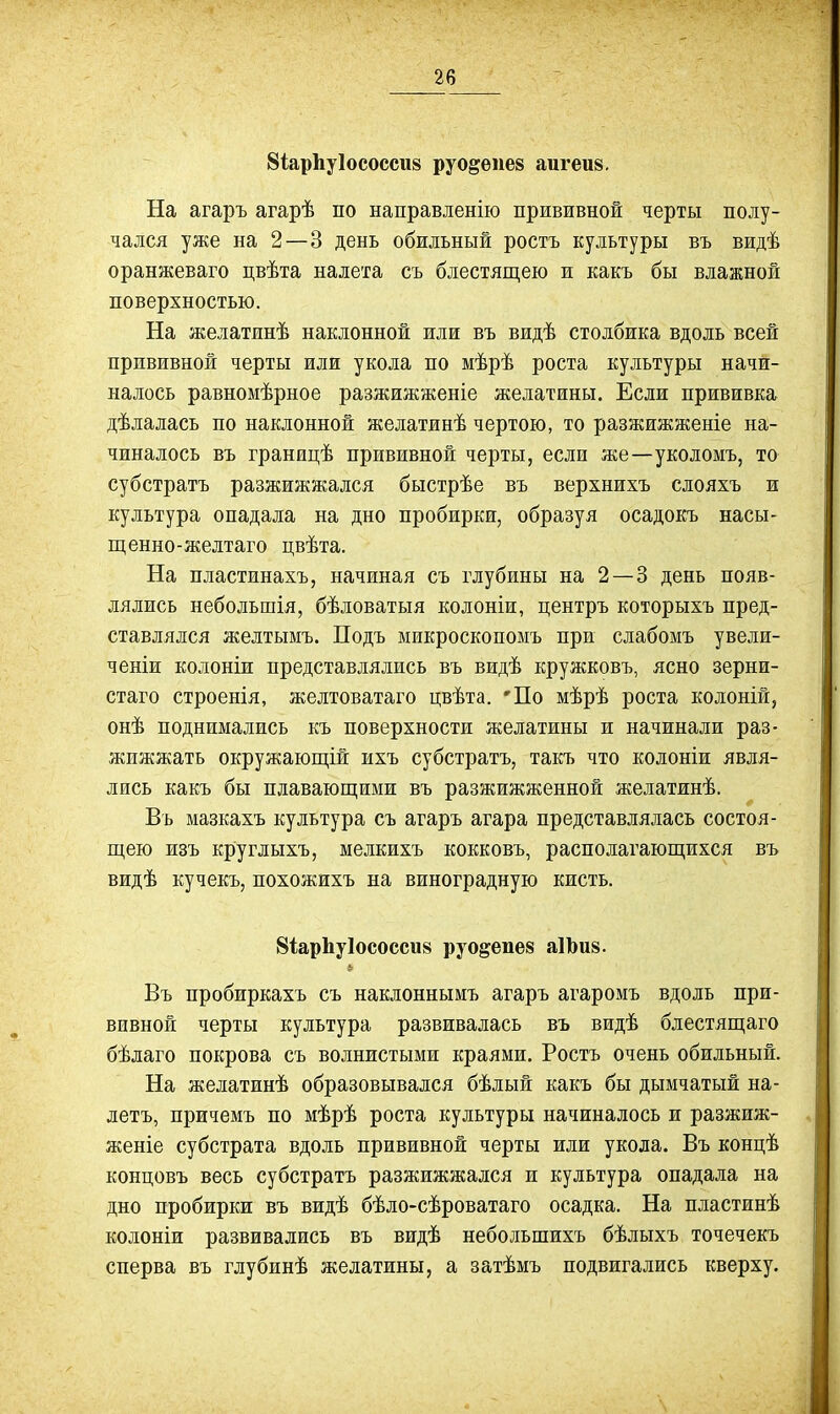 8<;ар1іу1ососси8 руо^епе» аигеи». На агаръ агарѣ по направленію прививной черты полу- чался уже на 2—3 день обильный ростъ культуры въ видѣ оранжеваго цвѣта налета съ блестящею и какъ бы влажной поверхностью. На желатинѣ наклонной или въ видѣ столбика вдоль всей прививной черты или укола по мѣрѣ роста культуры начи- налось равномѣрное разжижженіе желатины. Если прививка дѣлалась по наклонной желатинѣ чертою, то разжижженіе на- чиналось въ границѣ прививной черты, если же—уколомъ, то субстратъ разжижжался быстрѣе въ верхнихъ слояхъ и культура опадала на дно пробирки, образуя осадокъ насы- щенно-желтаго цвѣта. На пластинахъ, начиная съ глубины на 2 — 3 день появ- лялись небольшія, бѣловатыя колоніи, центръ которыхъ пред- ставлялся желтымъ. Подъ микроскопомъ при слабомъ увели- ченіи колоніи представлялись въ видѣ кружковъ, ясно зерни- стаго строенія, желтоватаго цвѣта. 'По мѣрѣ роста колоній, онѣ поднимались къ поверхности желатины и начинали раз- жижжать окружающій ихъ субстратъ, такъ что колоніи явля- лись какъ бы плавающими въ разжижженной желатинѣ. Въ мазкахъ культура съ агаръ агара представлялась состоя- щею изъ кріуглыхъ, мелкихъ кокковъ, располагающихся въ видѣ кучекъ, похожихъ на виноградную кисть. 8іарЬу1ососси8 руо^епея аІЪи». Въ пробиркахъ съ наклоннымъ агаръ агаромъ вдоль при- вивной черты культура развивалась въ видѣ блестящаго бѣлаго покрова съ волнистыми краями. Ростъ очень обильный. На желатинѣ образовывался бѣлый какъ бы дымчатый на- летъ, причемъ по мѣрѣ роста культуры начиналось и разжиж- женіе субстрата вдоль прививной черты или укола. Въ концѣ концовъ весь субстратъ разжижжался и культура опадала на дно пробирки въ видѣ бѣло-сѣроватаго осадка. На пластинѣ колоніи развивались въ видѣ небольшихъ бѣлыхъ точечекъ сперва въ глубинѣ желатины, а затѣмъ подвигались кверху.