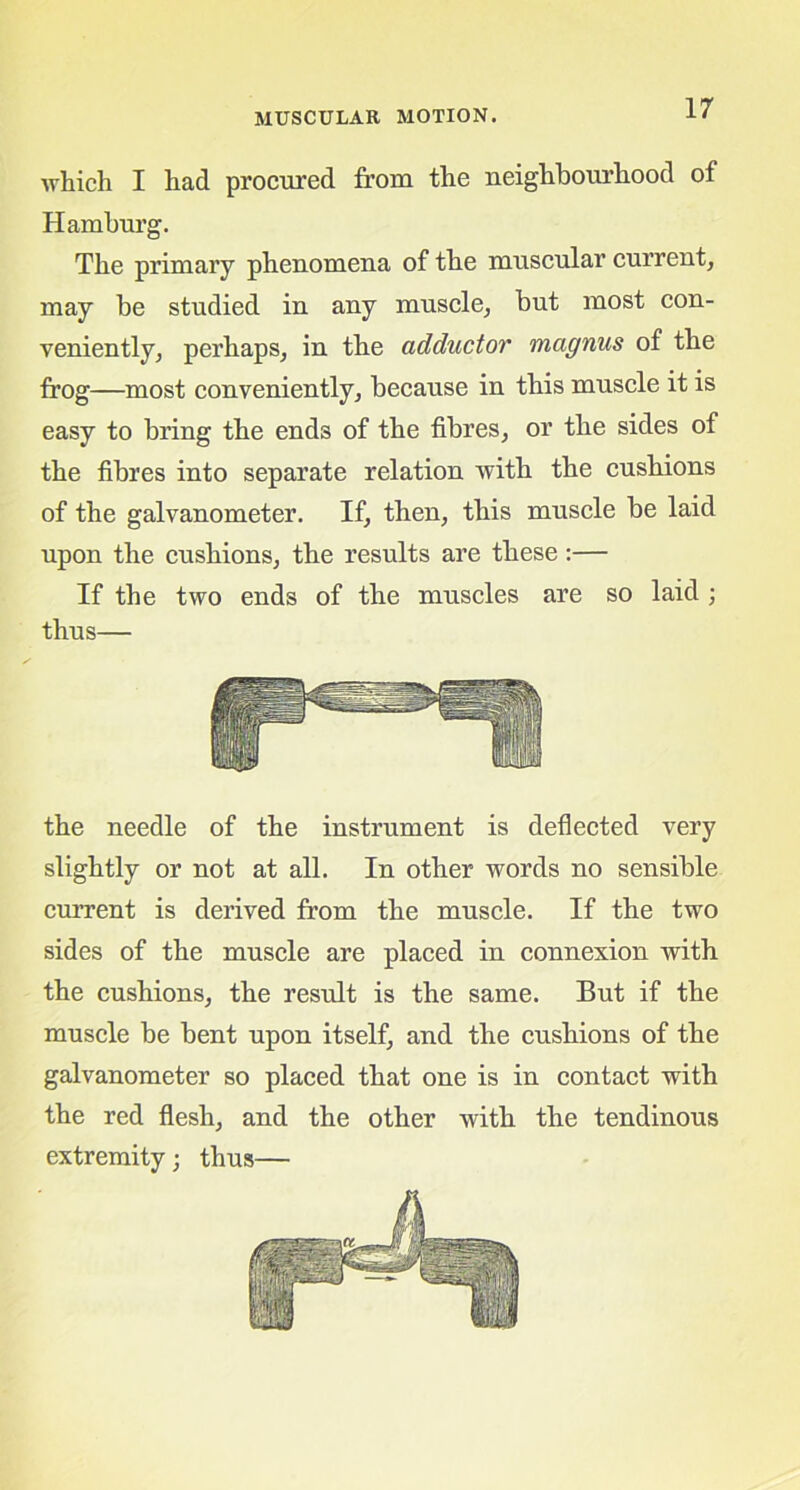 which I had procured from the neighbourhood of Hamburg. The primary phenomena of the muscular current, may be studied in any muscle, but most con- veniently, perhaps, in the adductor magnus of the frog—most conveniently, because in this muscle it is easy to bring the ends of the fibres, or the sides of the fibres into separate relation with the cushions of the galvanometer. If, then, this muscle be laid upon the cushions, the results are these:— If the two ends of the muscles are so laid ; thus— the needle of the instrument is deflected very slightly or not at all. In other words no sensible current is derived from the muscle. If the two sides of the muscle are placed in connexion with the cushions, the result is the same. But if the muscle be bent upon itself, and the cushions of the galvanometer so placed that one is in contact with the red flesh, and the other with the tendinous extremity; thus—