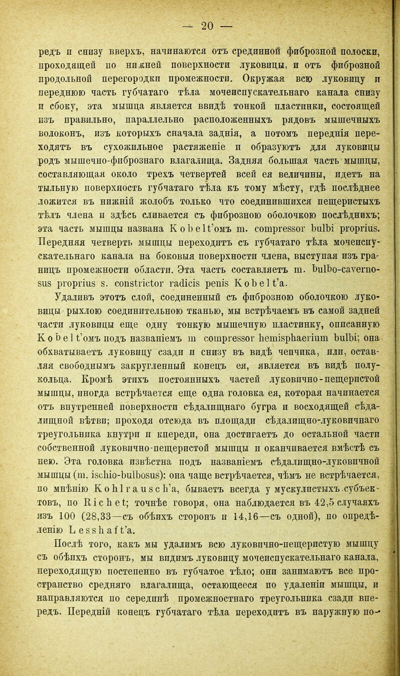 редъ и снизу вверхъ, начинаются отъ срединной фиброзной полоски, проходящей по нижней поверхности луковицы, и отъ фиброзной продольной перегородки промежности. Окружая всю луковицу и переднюю часть губчатаго тѣла мочеиспускательнаго канала снизу и сбоку, эта мышца является ввидѣ тонкой пластинки, состоящей изъ правильно, параллельно расположенныхъ рядовъ мышечныхъ волоконъ, изъ которыхъ сначала заднія, а потомъ переднія пере- ходятъ въ сухожильное растяженіе и образуютъ для луковицы родъ мышечно-фибрознаго влагалища. Задняя большая часть мышцы, составляющая около трехъ четвертей всей ея величины, идетъ на тыльную поверхность губчатаго тѣла къ тому мѣсту, гдѣ послѣднее ложится въ нижній жолобъ только что соединившихся пещеристыхъ тѣлъ члена и здѣсь сливается съ фиброзною оболочкою послѣднихъ; эта часть мышцы названа КоЬеІі’омъ ш. сошргеввог ЪиІЪі ргоргіиз. Передняя четверть мышцы переходитъ съ губчатаго тѣла мочеиспу- скательнаго канала на боковыя поверхности члена, выступая изъ гра- ницъ промежности области. Эта часть составляетъ т. ЬиІЬо-саѵегпо- вив ргоргіиз в. сопзігісѣог гайісів репів КоЪеІі’а. Удаливъ этотъ слой, соединенный съ фиброзною оболочкою луко- вицы рыхлою соединительною тканью, мы встрѣчаемъ въ самой задней части луковицы еще одну тонкую мышечную пластинку, описанную К о Ь е 1 Номъ подъ названіемъ т сошргеввог ЬетіврЪаегіит ЪиІЪі; она обхватываетъ луковицу сзади и снизу въ видѣ чепчика, или, остав- ляя свободнымъ закругленный конецъ ея, является въ видѣ полу- кольца. Кромѣ этихъ постоянныхъ частей луковично-пещеристой мышцы, иногда встрѣчается еще одна головка ея, которая начинается отъ внутренней поверхности сѣдалищнаго бугра и восходящей сѣда- лищной вѣтви; проходя отсюда въ площади сѣдалищно-луковичнаго треугольника кнутри и кпереди, она достигаетъ до остальной части собственной луковично-пещеристой мышцы и оканчивается вмѣстѣ съ нею. Эта головка извѣстна подъ названіемъ сѣдалищно-луковичной мышцы (ш. івсѣіо-ЬиІЬовив): она чаще встрѣчается, чѣмъ не встрѣчается, по мнѣнію К о Ы г а и в с Іі’а, бываетъ всегда у мускулистыхъ субъек- товъ, по Кісііеі; точнѣе говоря, она наблюдается въ 42,5 случаяхъ изъ 100 (28,33—съ обѣихъ сторонъ и 14,16—съ одной), по опредѣ- ленію Ъ евзіі а (На. Послѣ того, какъ мы удалимъ всю луковично-пещеристую мышцу съ обѣихъ сторонъ, мы видимъ луковицу мочеиспускательнаго канала, переходящую постепенно въ губчатое тѣло; они занимаютъ все про- странство средняго влагалища, остающееся по удаленіи мышцы, и направляются по серединѣ промежностнаго треугольника сзади впе- редъ. Передній конецъ губчатаго тѣла переходитъ въ наружную но-*