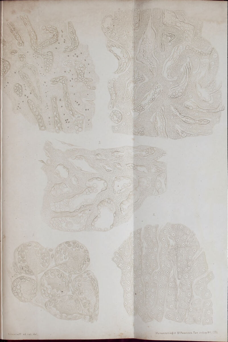 !*іп «ОІІ Лсі <ШІ. сіе і. Металлогпдфія Ш ИадмсомгЛТет. стб.пр N^1 Л ' - —