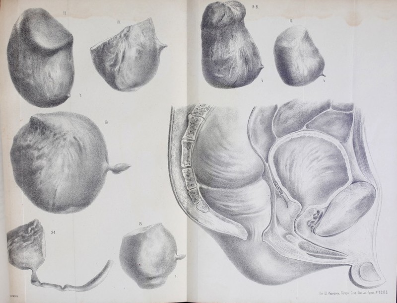 Стор., Больш, Просп,, НМ.С-П.Ь. Лит Ш, Йаансон;Ъ, Петерб. інмовъ