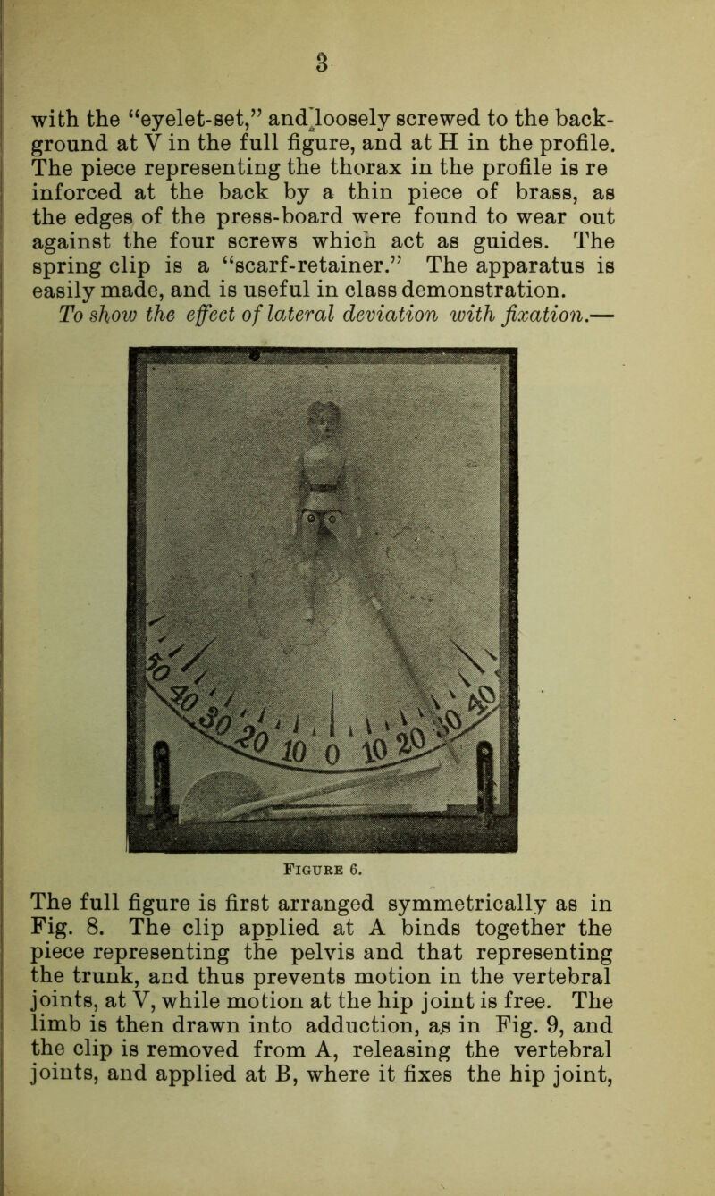 with the “eyelet-set,” andloosely screwed to the back- ground at V in the full figure, and at H in the profile. The piece representing the thorax in the profile is re inforced at the back by a thin piece of brass, as the edges of the press-board were found to wear out against the four screws which act as guides. The spring clip is a “scarf-retainer.” The apparatus is easily made, and is useful in class demonstration. To show the effect of lateral deviation with fixation.— Figure 6. The full figure is first arranged symmetrically as in Fig. 8. The clip applied at A binds together the piece representing the pelvis and that representing the trunk, and thus prevents motion in the vertebral joints, at V, while motion at the hip joint is free. The limb is then drawn into adduction, a.s in Fig. 9, and the clip is removed from A, releasing the vertebral joints, and applied at B, where it fixes the hip joint,