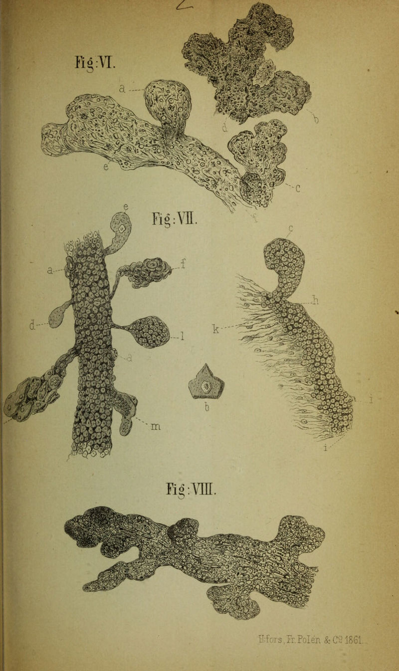 Sfors, Fr. Polen & C21861.