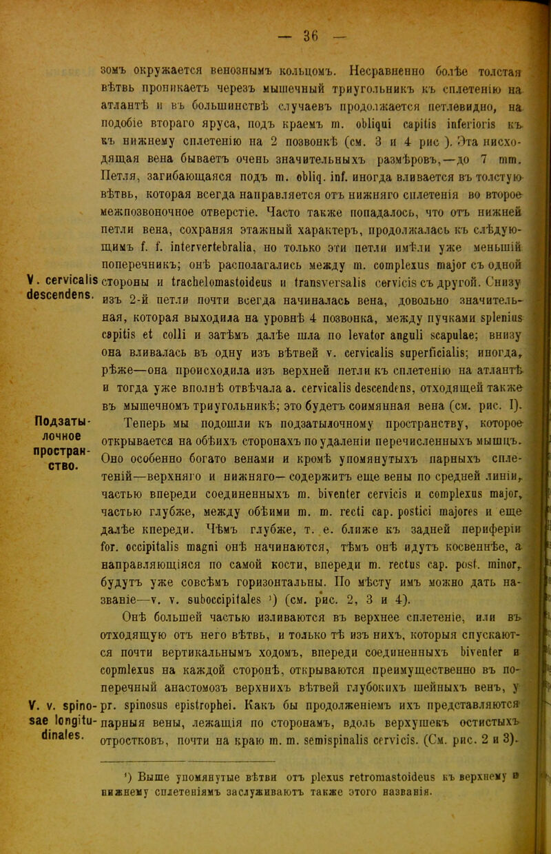 V. сегѵісаііз сіезсепсіепв. Подзаты- лочное простран- ство. V. ѵ. зріпо- зае Іопдііи- сПпаІез. зомъ окружается венознымъ кольцомъ. Несравненно болѣе толстая вѣтвь проникаетъ черезъ мышечный триугольникъ къ сплетенію на атлантѣ и въ большинствѣ случаевъ продолжается петлевидно, на подобіе втораго яруса, подъ краемъ гп. оЫщиі саріііз іпГегіогіз къ къ нижнему сплетенію на 2 позвонкѣ (см. 3 и 4 рис ). Эта нисхо- дящая вена бываетъ очень значительныхъ размѣровъ,—до 7 гшп. Петля, загибающаяся подъ ш. оЫщ. іпГ. иногда вливается въ толстую вѣтвь, которая всегда направляется отъ нижняго сплетенія во второе- межпозвоночное отверстіе. Часто также попадалось, что отъ нижней петли вена, сохраняя этажный характеръ, продолжалась къ слѣдую- щимъ і. і. іпіегѵегіеЪгаІіа, но только эти петли имѣли уже меньшій поперечникъ; онѣ располагались между т. сотріехиз та,]ог съ одной стороны и ігасйеіотазіоісіеиз и (гапзѵегзаііз сегѵісіз съ другой. Снизу изъ 2-й петли почти всегда начиналась вена, довольно значитель- ная, которая выходила на уровнѣ 4 позвонка, между пучками зріепіиз саріііз еі соііі и затѣмъ далѣе шла по Іеѵаіог ап§и1і зсариіае; внизу она вливалась въ одну изъ вѣтвей ѵ. сегѵісаііз зирегйсіаііз; иногда, рѣже—она происходила изъ верхней петли къ сплетенію на атлантѣ и тогда уже вполнѣ отвѣчала а. сегѵісаііз йезсешіепз, отходящей также въ мышечномъ триугольникѣ; это будетъ соимянная вена (см. рис. I). Теперь мы подошли къ подзатылочному пространству, которое открывается на обѣихъ сторонахъ по удаленіи перечисленныхъ мышцъ. Оно особенно богато венами и кромѣ упомянутыхъ парныхъ спле- теній—верхняго и нижняго— содержитъ еще вены по средней линіи, частью впереди соединенныхъ га. Ъіѵепіег сегѵісіз и сотріехиз таіог, частью глубже, между обѣими га. т. гесіі сар. розіісі таіогез и еще далѣе кпереди. Чѣмъ глубже, т. е. ближе къ задней периферіи Гог. оссірііаііз гаа^пі онѣ начинаются, тѣмъ онѣ идутъ косвеннѣе, а направляющіяся по самой кости, впереди т. гесіиз сар. розѣ тіпог, будутъ уже совсѣмъ горизонтальны. По мѣсту имъ можно дать на- званіе—ѵ. ѵ. зиЬоссірііаІез ’) (см. р*ис. 2, 3 и 4). Онѣ большей частью изливаются въ верхнее сплетеніе, или въ отходящую отъ него вѣтвь, и только тѣ изъ нихъ, которыя спускают- ся почти вертикальнымъ ходомъ, впереди соединенныхъ Ъіѵепіег и соргаіехиз на каждой сторонѣ, открываются преимущественно въ по- перечный анастомозъ верхнихъ вѣтвей глубокихъ шейныхъ венъ, у рг. зріпозиз ерізігорЬеі. Какъ бы продолженіемъ ихъ представляются- парныя вены, лежащія по сторонамъ, вдоль верхушекъ остистыхъ отростковъ, почти на краю га. ш. зетізріпаііз сегѵісіз. (См. рис. 2 и 3). ') Выше упомянутые вѣтви отъ ріехиз геіготазіоійеиз къ верхнему в нижнему сплетеніямъ заслуживаютъ также этого названія.