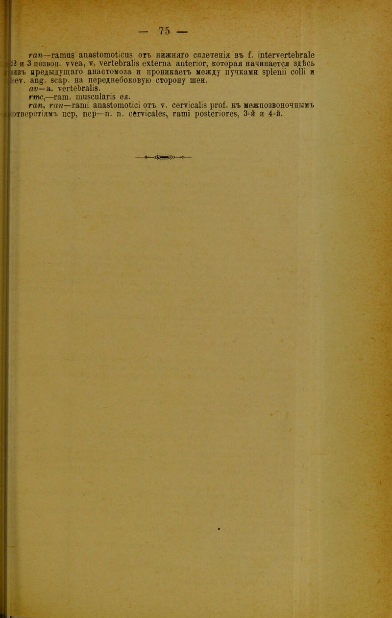 гап—гатив апазіотоіісиз отъ нижняго сплетенія въ Г. іпіегѵегІеЪгаІе I и 3 позвон. тѵеа, ѵ. ѵегІеЬгаІіз ехіегпа апіегіог, которая начинается здѣсь азъ предыдущаго анастомоза и проникаетъ между пучками зріепіі соШ и еѵ. ап&. зсар. на переднебоковую сторону шеи. аѵ—а. ѵегІеЬгаІіз. гтс,—гаш. пшзсиіагіз ея. гап, гап—гаті апазіотоілсі отъ ѵ. сегѵісаііз ргоі. къ межпозвоночнымъ >тверстіямъ пер, пер—п. п. сегѵісаіез, гаті розіегіогез, 3-й и 4-й.