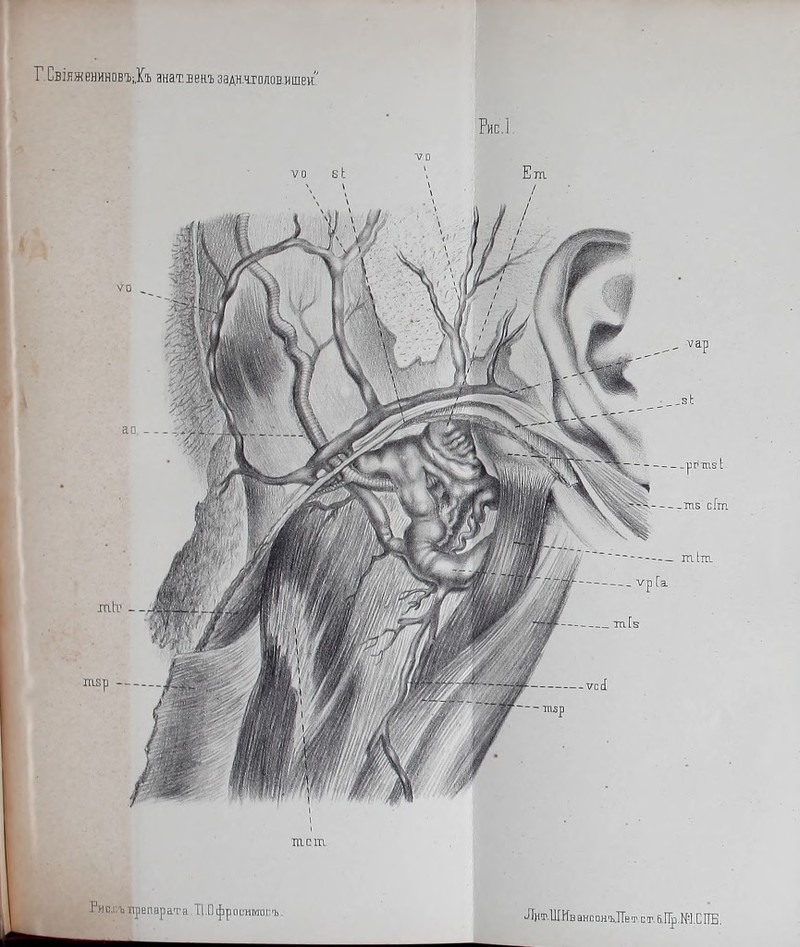 Г СвіяженИнОвііХъ анат.звнъ заА>^-Ч-г□ловишем;, ■ V Рис.] тоЬ.’ - тзр тст Рис.г.ъ препарата. II .П фриіпіміиъ Лит.ЩКв анвонъЛе «г с т. 6 .Пр.Ш.С ГГБ.