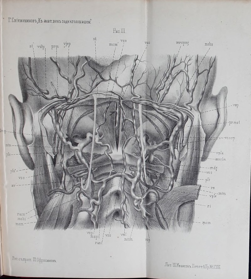 Г. СвіяжениновъКъ анат.ьенъ задн.ч.голов.ишеи ЕипЛі. тпгсртр тоЪз / Ѵ80 тот / гасз'' лшЪі тпсш ,-ѵар -річпзі: -■-ѵс а ор ріе Рис. съ; прел ТЕШросимавъ. Лит. Ш.ЩрРНУІГвт.ііП! ктДііпИ