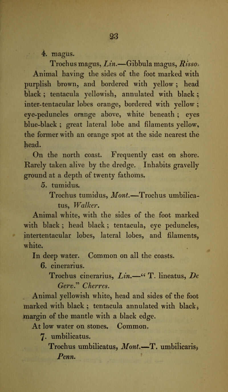 4. magus. Trochus magus, Lin,—Gibbula magus, Risso„ Animal having the sides of the foot marked with purplish brown, and bordered with yellow; head black ; tentacula yellowish, annulated with black; inter-tentacular lobes orange, bordered with yellow ; eye-peduncles orange above, white beneath ; eyes blue-black ; great lateral lobe and filaments yellow, the former with an orange spot at the side nearest the head. On the north coast. Frequently cast on shore. Rarely taken alive by the dredge. Inhabits gravelly ground at a depth of twenty fathoms. 5. tumidus. Trochus tumidus, Mont,—Trochus umbilica- tus. Walker, Animal white, with the sides of the foot marked with black; head black; tentacula, eye peduncles, intertentacular lobes, lateral lobes, and filaments, white. In deep water. Common on all the coasts. 6. cinerarius. Trochus cinerarius, Lin,—T. lineatus, De Gerv,*^ Cherres, Animal yellowish white^ head and sides of the foot marked with black ; tentacula annulated with blacky margin of the mantle with a black edge. At low water on stones. Common. 7. umbilicatus. Trochus umbilicatus, Mont,—T. umbilicaris^ Penn,