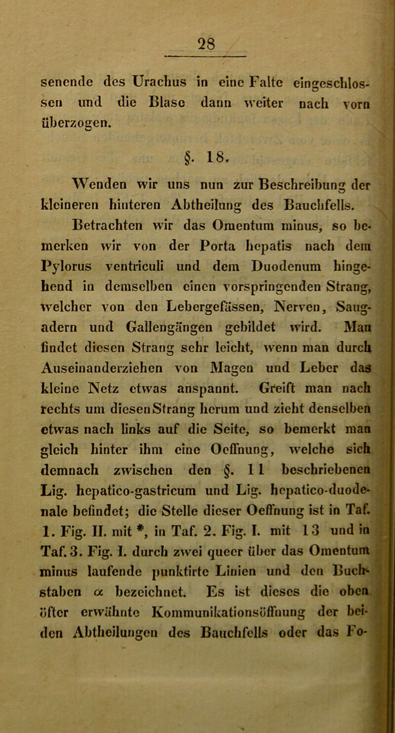 sencnde des Urachus in eine Falte eingeschos- sen und die Blase dann weiter nach vorn überzogen. §.18. Wenden wir uns nun zur Beschreibung der O kleineren hinteren Abtheilung des Bauchfells. Betrachten wir das Omentum minus, so be- merken wir von der Porta hepatis nach dem Pylorus ventriculi und dem Duodenum hinge- hend in demselben einen vorspringenden Strang, Welcher von den Lebergefässen, Nerven, Saug- adern und Gallengängen gebildet wird. Man findet diesen Strang sehr leicht, wenn man durch Auseinanderziehen von Magen und Leber das kleine Netz etwas anspannt. Greift man nach rechts um diesen Strang herum und zieht denselben etwas nach links auf die Seite, so bemerkt man gleich hinter ihm eine Ooffnung, welche sich demnach zwischen den §. 11 beschriebenen Lig. hepatico-gastricum und Lig. hepatico-duode- nale befindet; die Stelle dieser Oeffnung ist in Taf. 1. Fig. II. mit *, in Taf. 2. Fig. I. mit 1 3 und in Taf. 3. Fig. I. durch zwei quecr über das Omentum minus laufende punktirtc Linien und den Buch«- staben a bezeichnet. Es ist dieses die oben öfter erwähnte Koinmunikationsüfihung der bei- den Abtheilungen des Bauchfells oder das Fo-